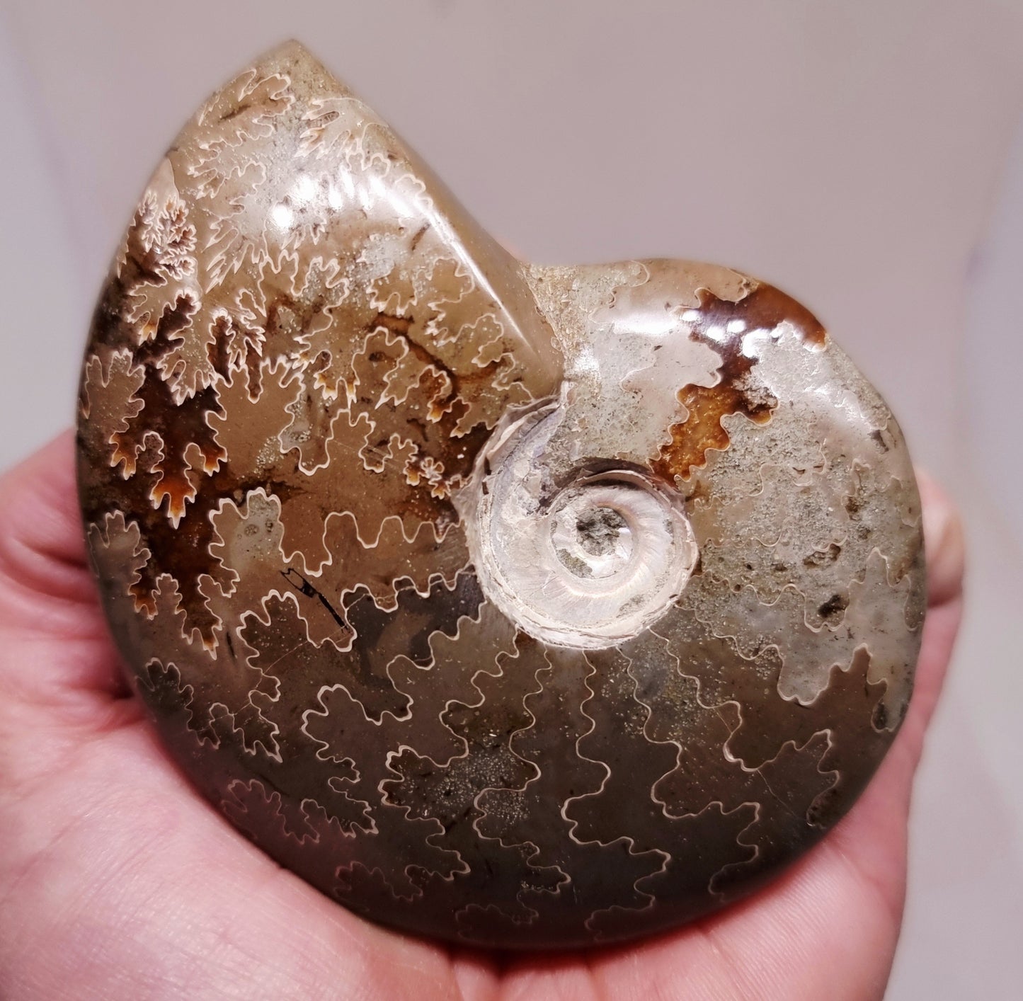 AMMONITE WHOLE FOSSIL FROM MADAGASCAR 192 g - AURA CLEANSING