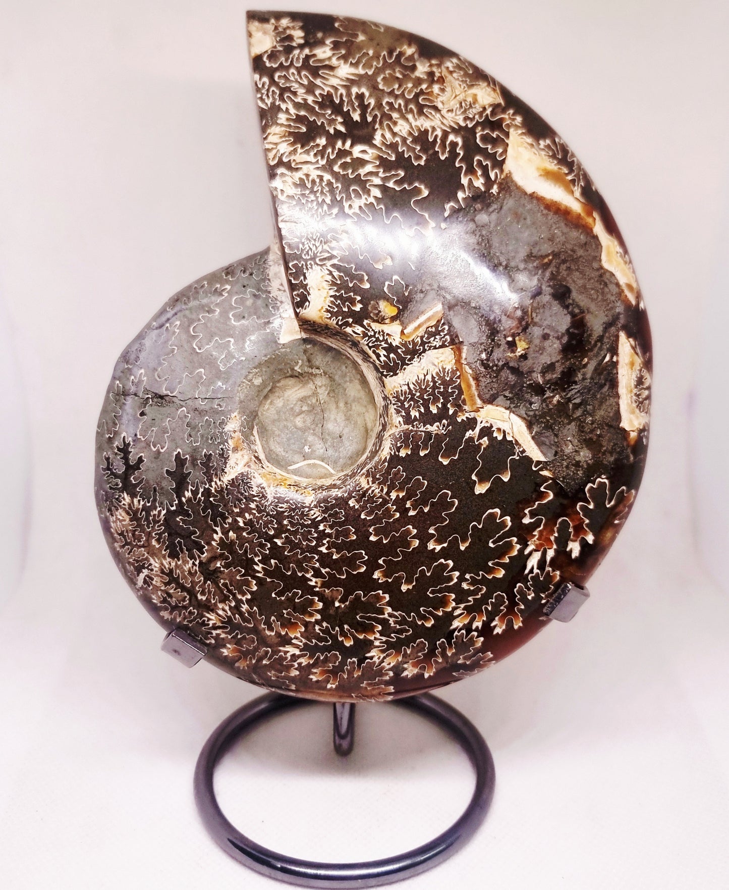 AMMONITE PHYLLOCERAS JIGSAW WHOLE FOSSIL 785 g - AURA CLEANSING