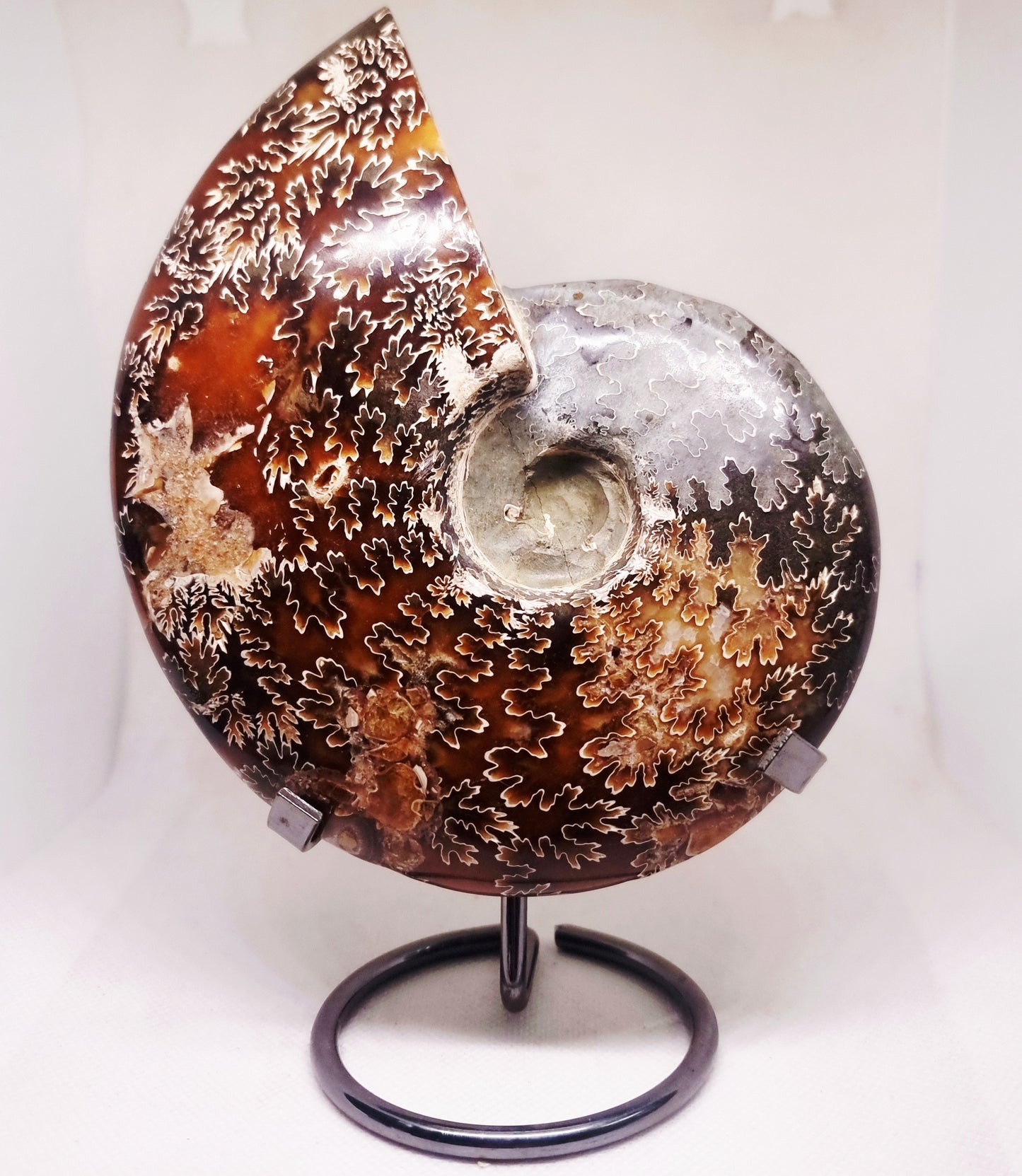 AMMONITE PHYLLOCERAS JIGSAW WHOLE FOSSIL 785 g - AURA CLEANSING