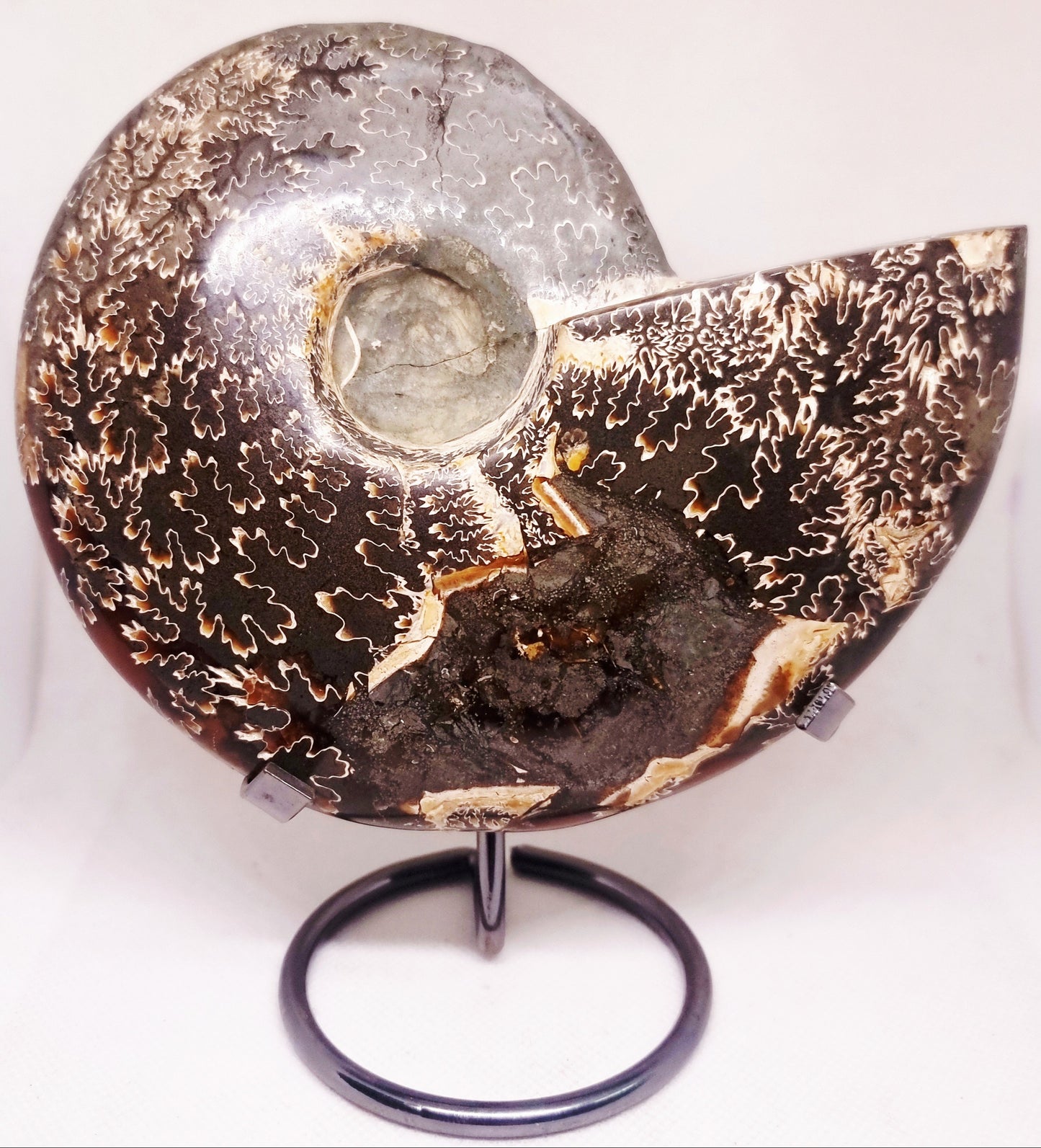AMMONITE PHYLLOCERAS JIGSAW WHOLE FOSSIL 785 g - AURA CLEANSING