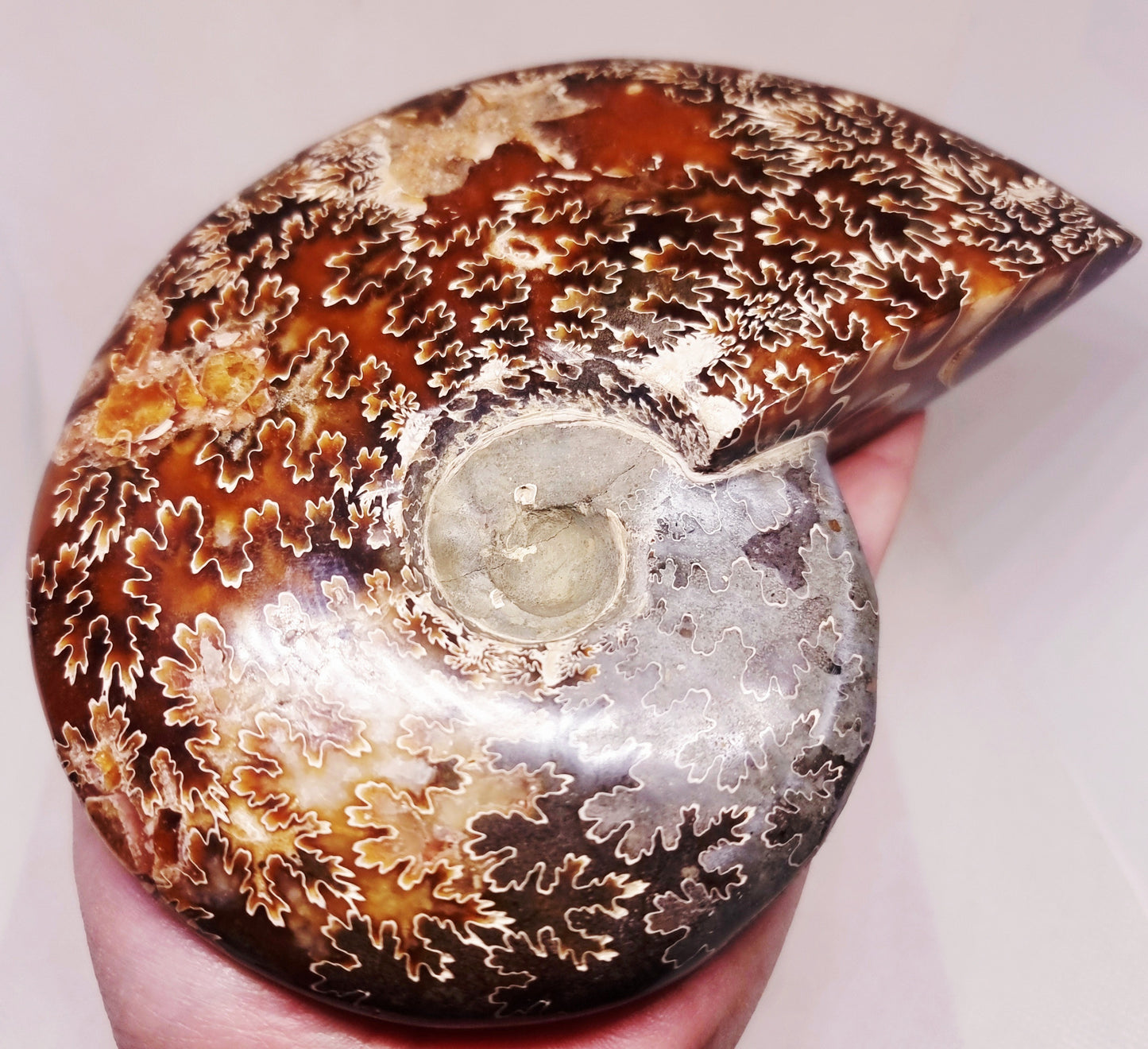 AMMONITE PHYLLOCERAS JIGSAW WHOLE FOSSIL 785 g - AURA CLEANSING