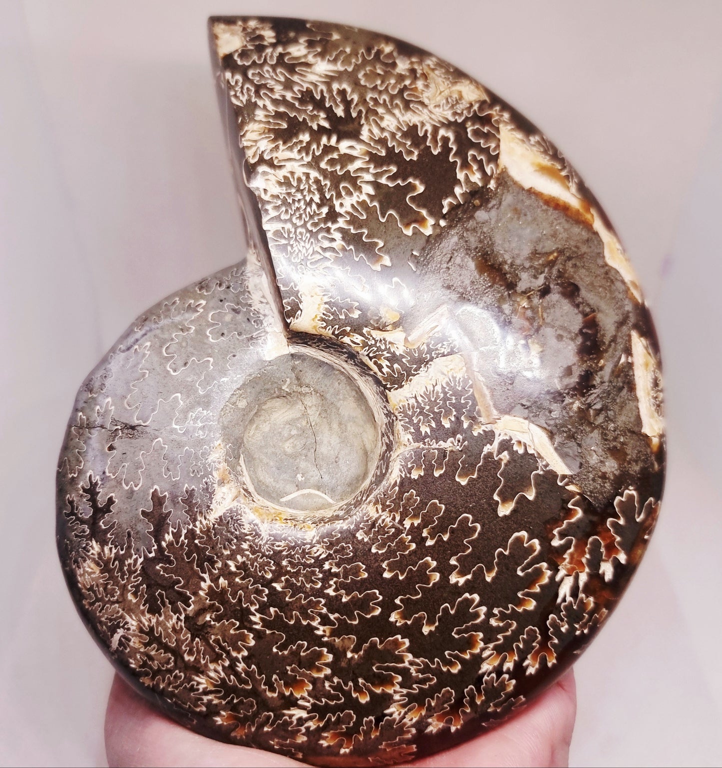 AMMONITE PHYLLOCERAS JIGSAW WHOLE FOSSIL 785 g - AURA CLEANSING