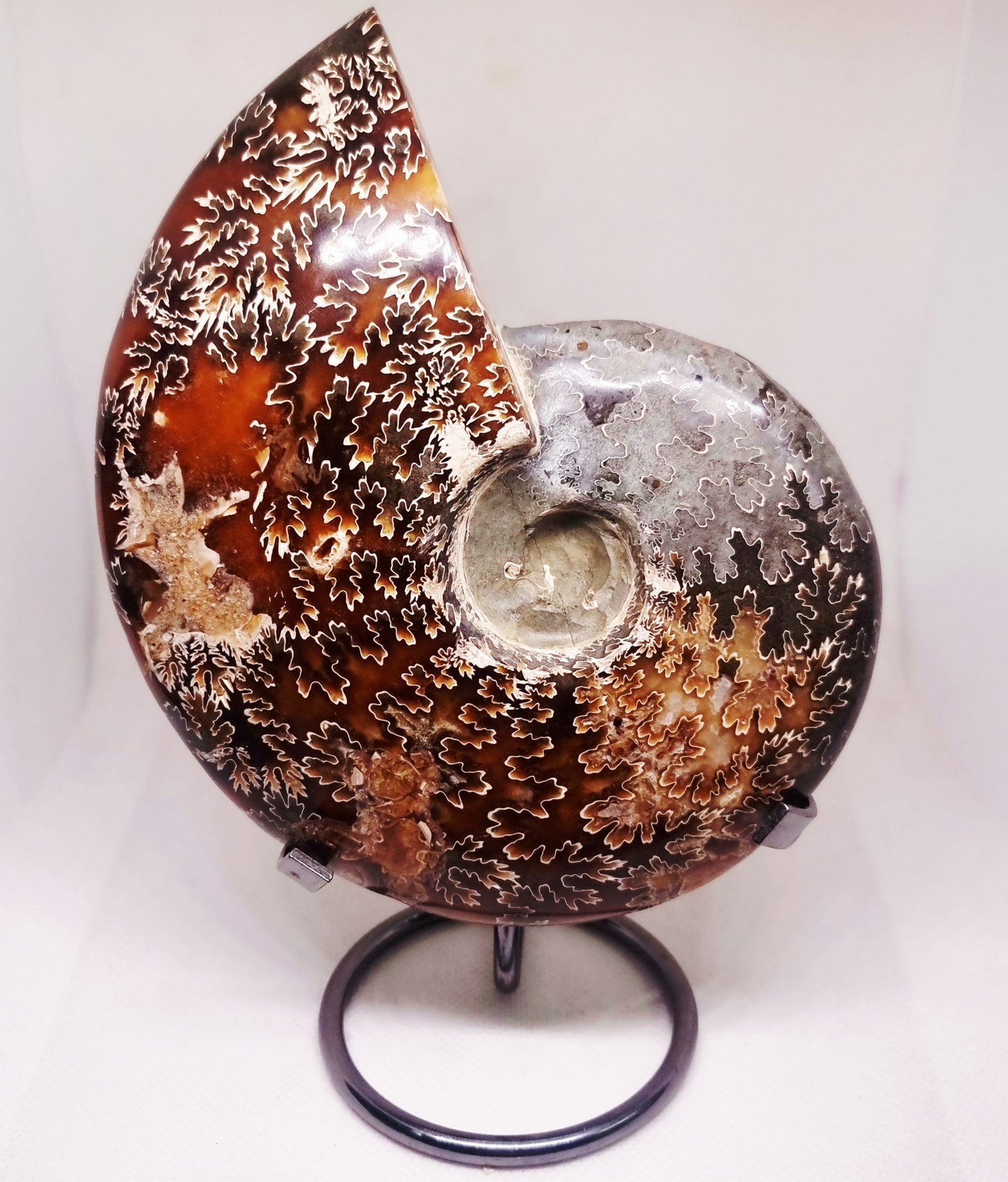 AMMONITE PHYLLOCERAS JIGSAW WHOLE FOSSIL 785 g - AURA CLEANSING