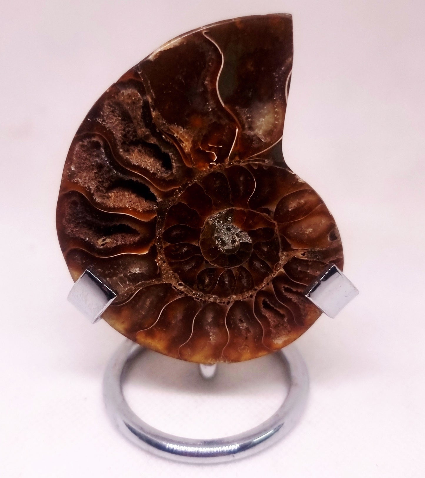 CLEONICERAS AMMONITE HALVE 48 g (A) - AKASHIC RECORDS