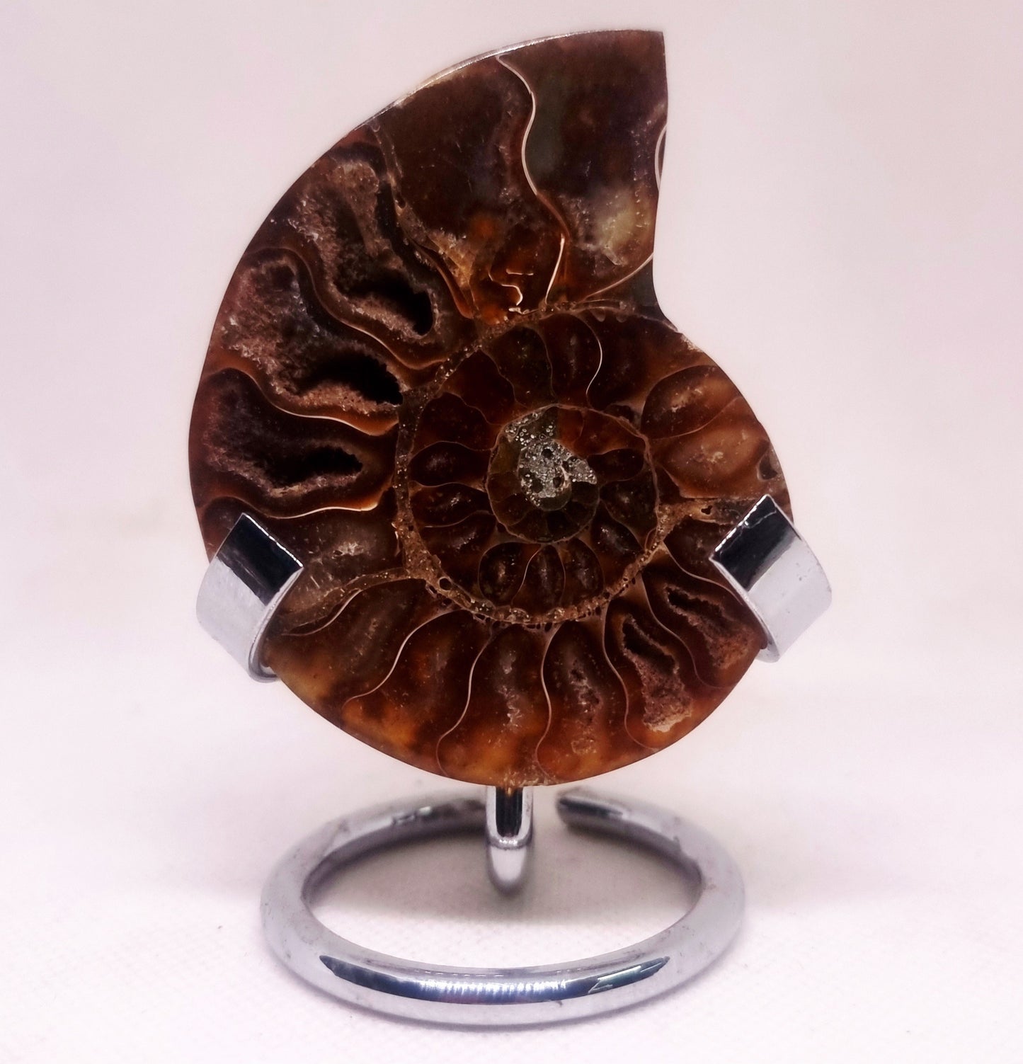 CLEONICERAS AMMONITE HALVE 48 g (A) - AKASHIC RECORDS