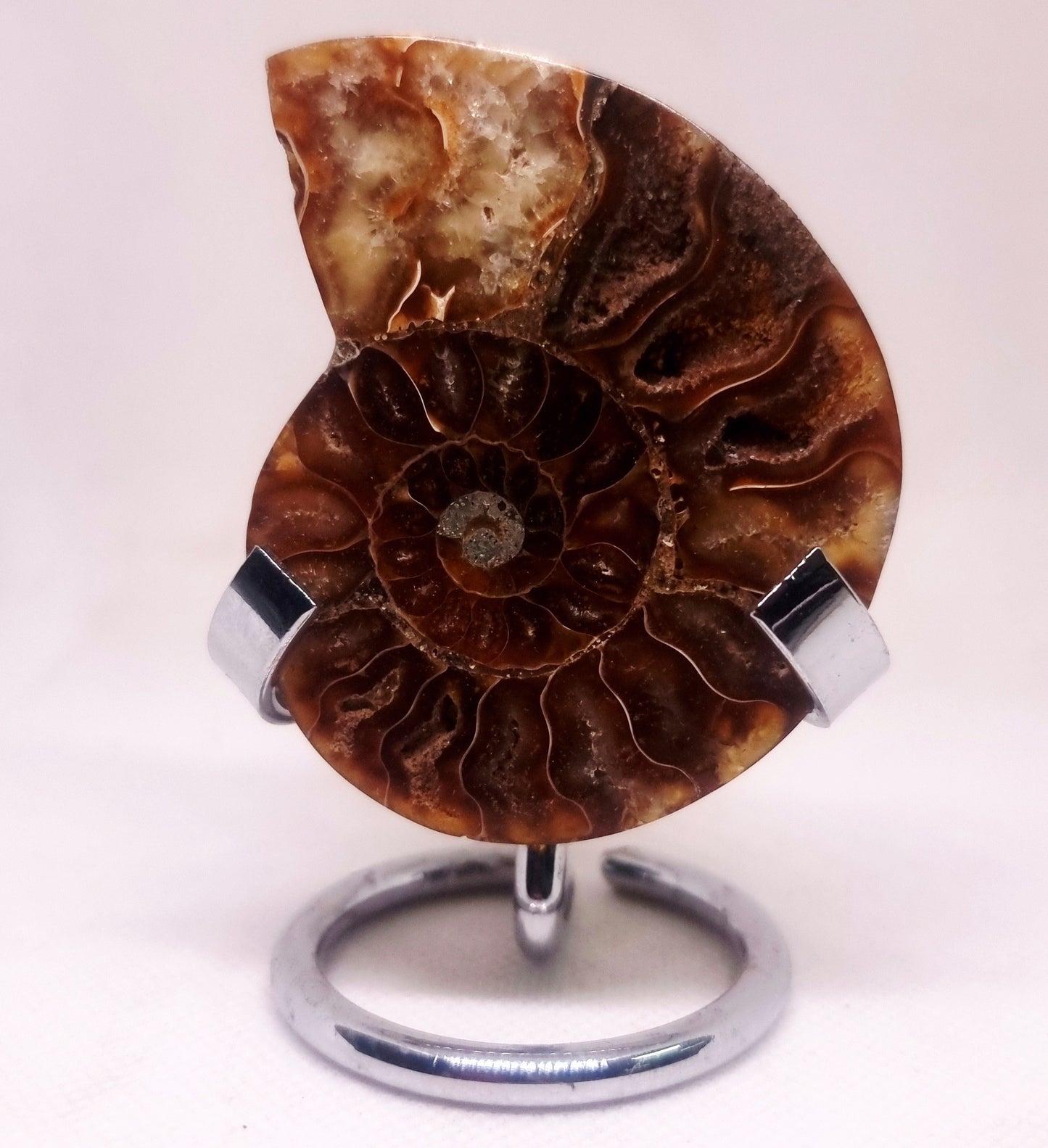 CLEONICERAS AMMONITE HALVE 48 g (B) - AKASHIC RECORDS