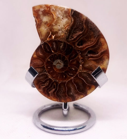 CLEONICERAS AMMONITE HALVE 48 g (B) - AKASHIC RECORDS