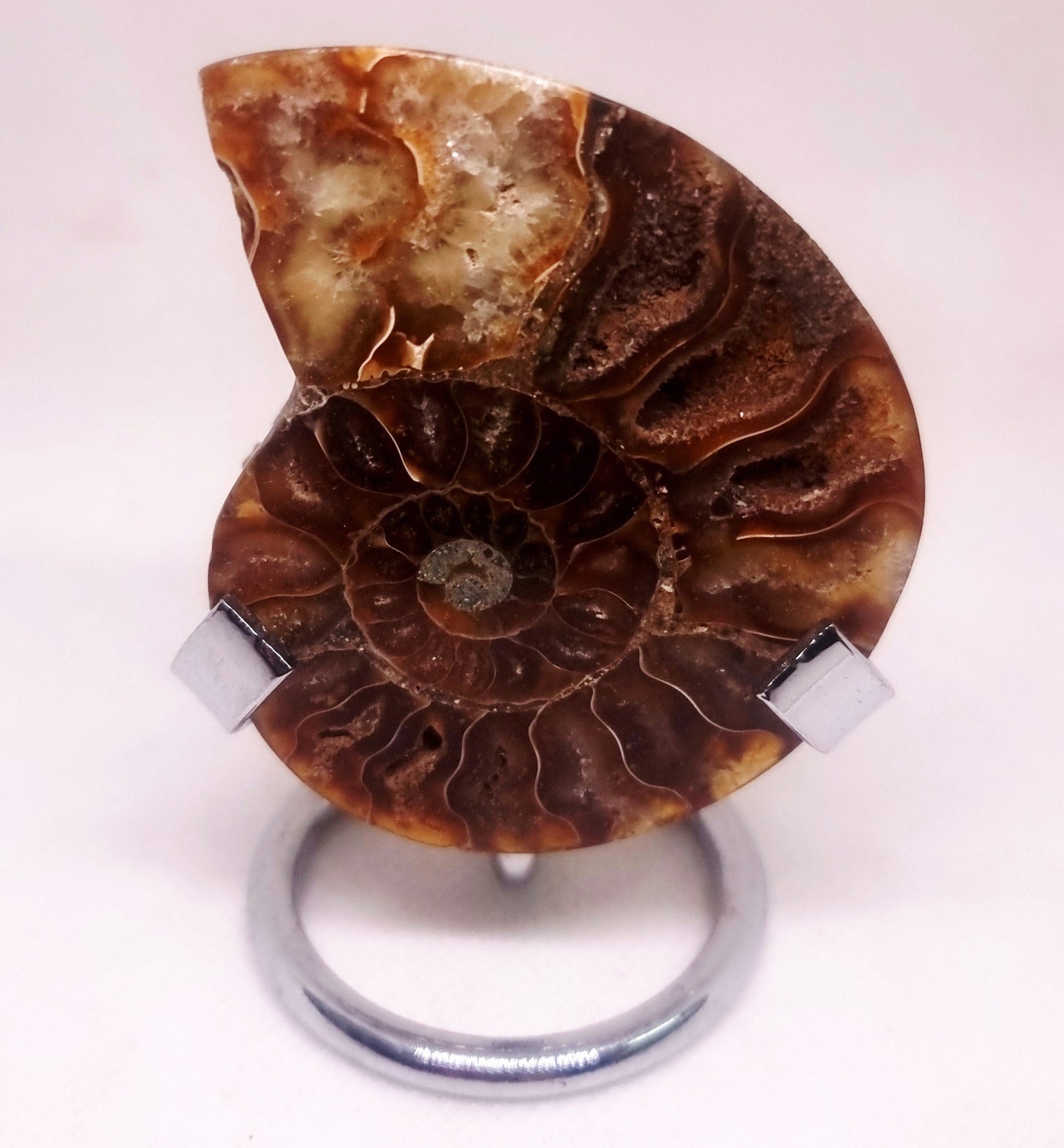 CLEONICERAS AMMONITE HALVE 48 g (B) - AKASHIC RECORDS