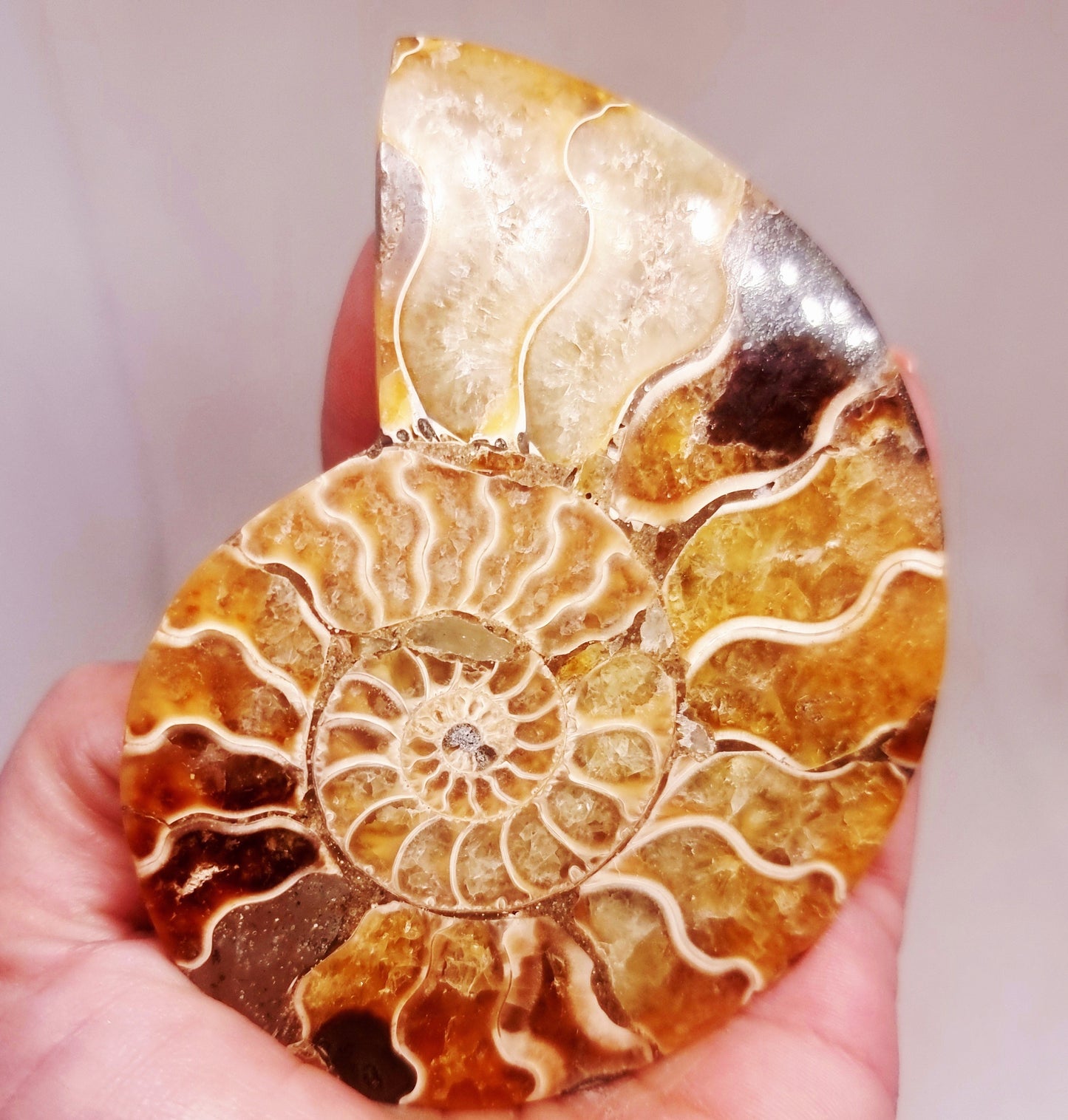 CLEONICERAS AMMONITE HALVE 93 g (A) - AKASHIC RECORDS