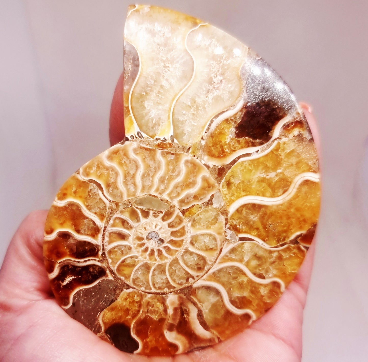 CLEONICERAS AMMONITE HALVE 93 g (A) - AKASHIC RECORDS