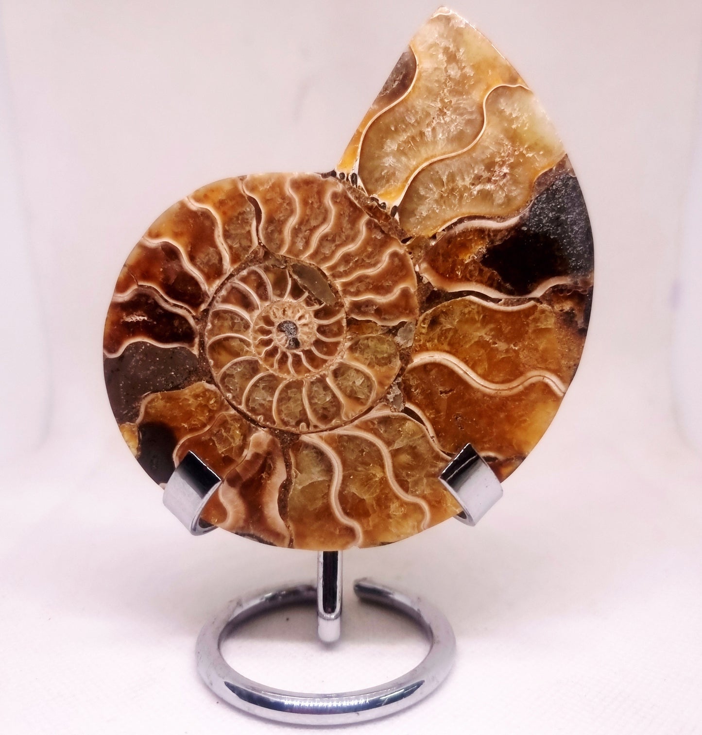 CLEONICERAS AMMONITE HALVE 93 g (A) - AKASHIC RECORDS