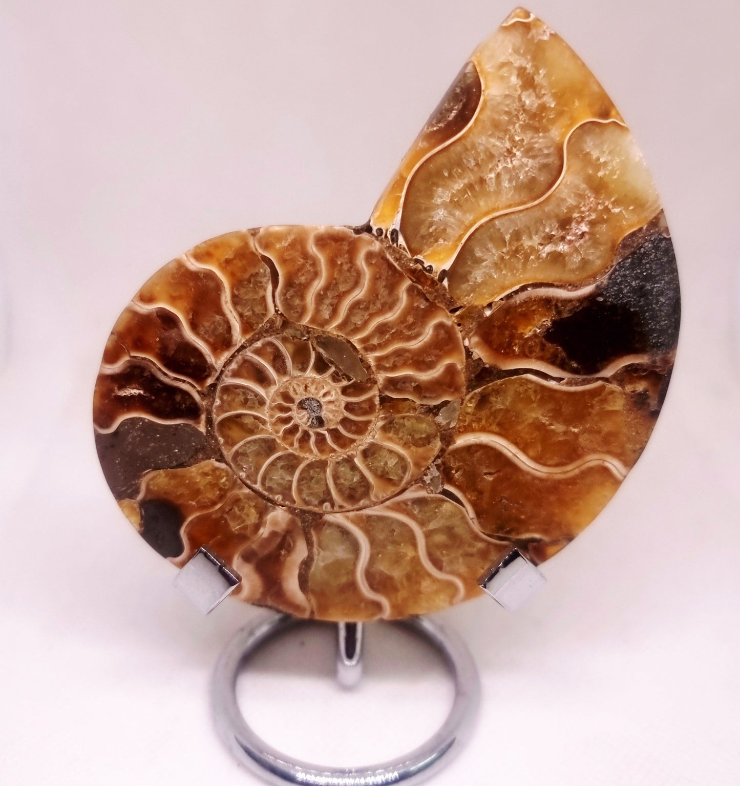 CLEONICERAS AMMONITE HALVE 93 g (A) - AKASHIC RECORDS