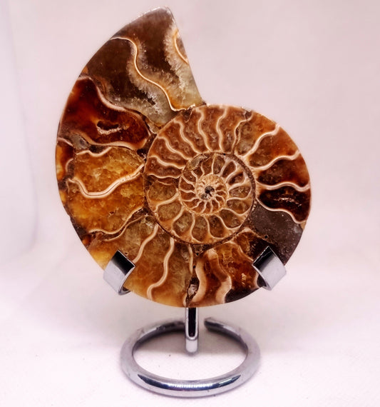 CLEONICERAS AMMONITE HALVE 93 g (B) - AKASHIC RECORDS