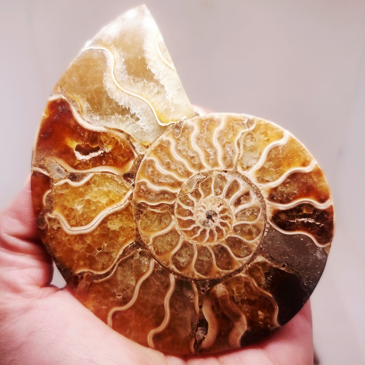 CLEONICERAS AMMONITE HALVE 93 g (B) - AKASHIC RECORDS