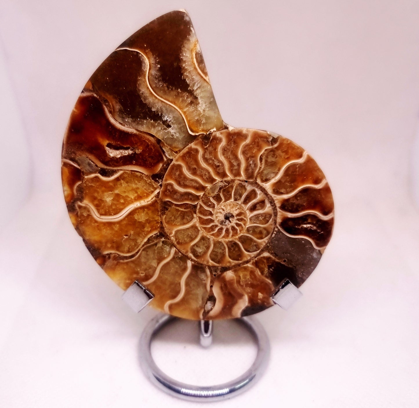 CLEONICERAS AMMONITE HALVE 93 g (B) - AKASHIC RECORDS