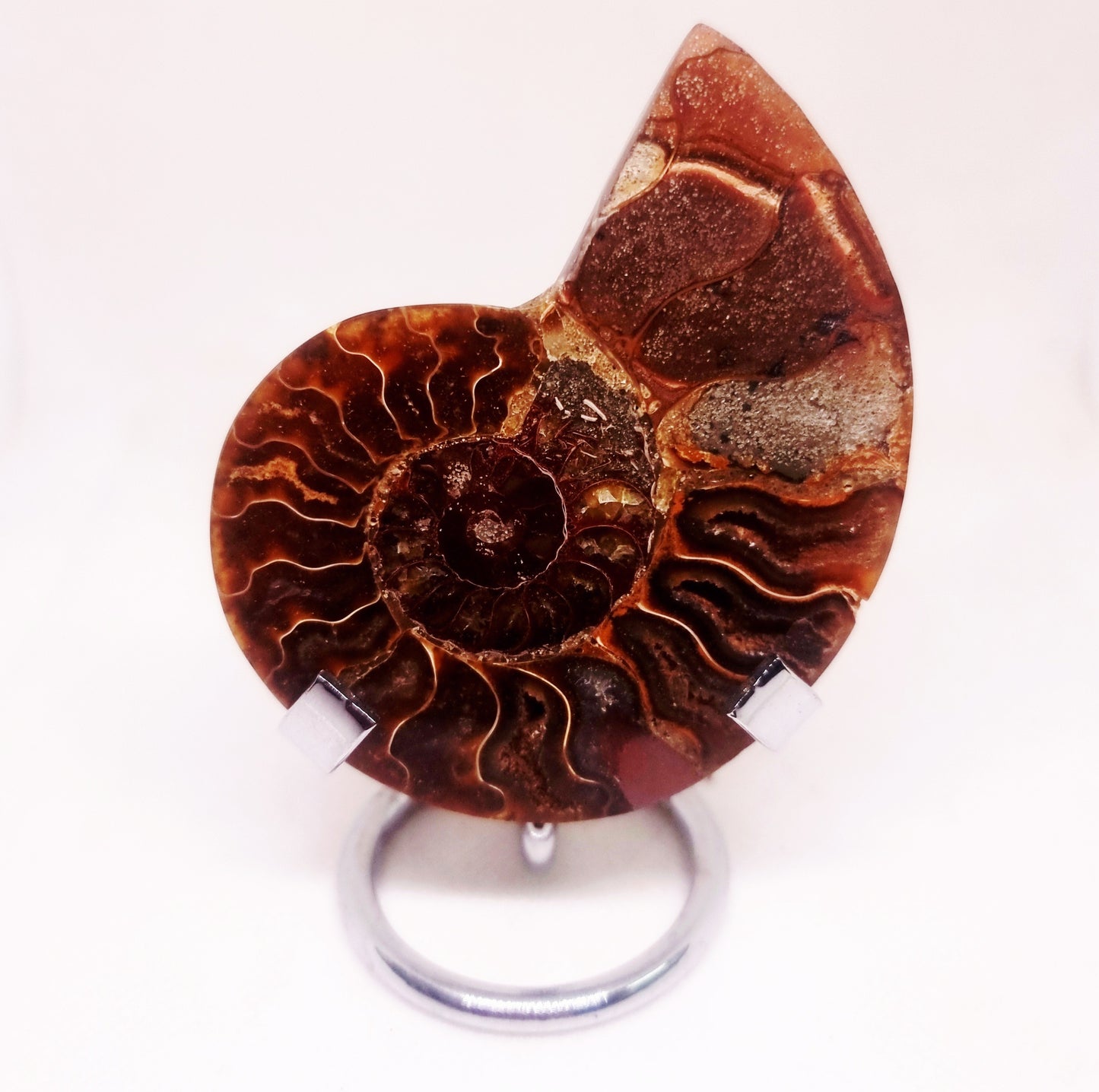 CLEONICERAS AMMONITE HALVE 63 g (A) - AKASHIC RECORDS