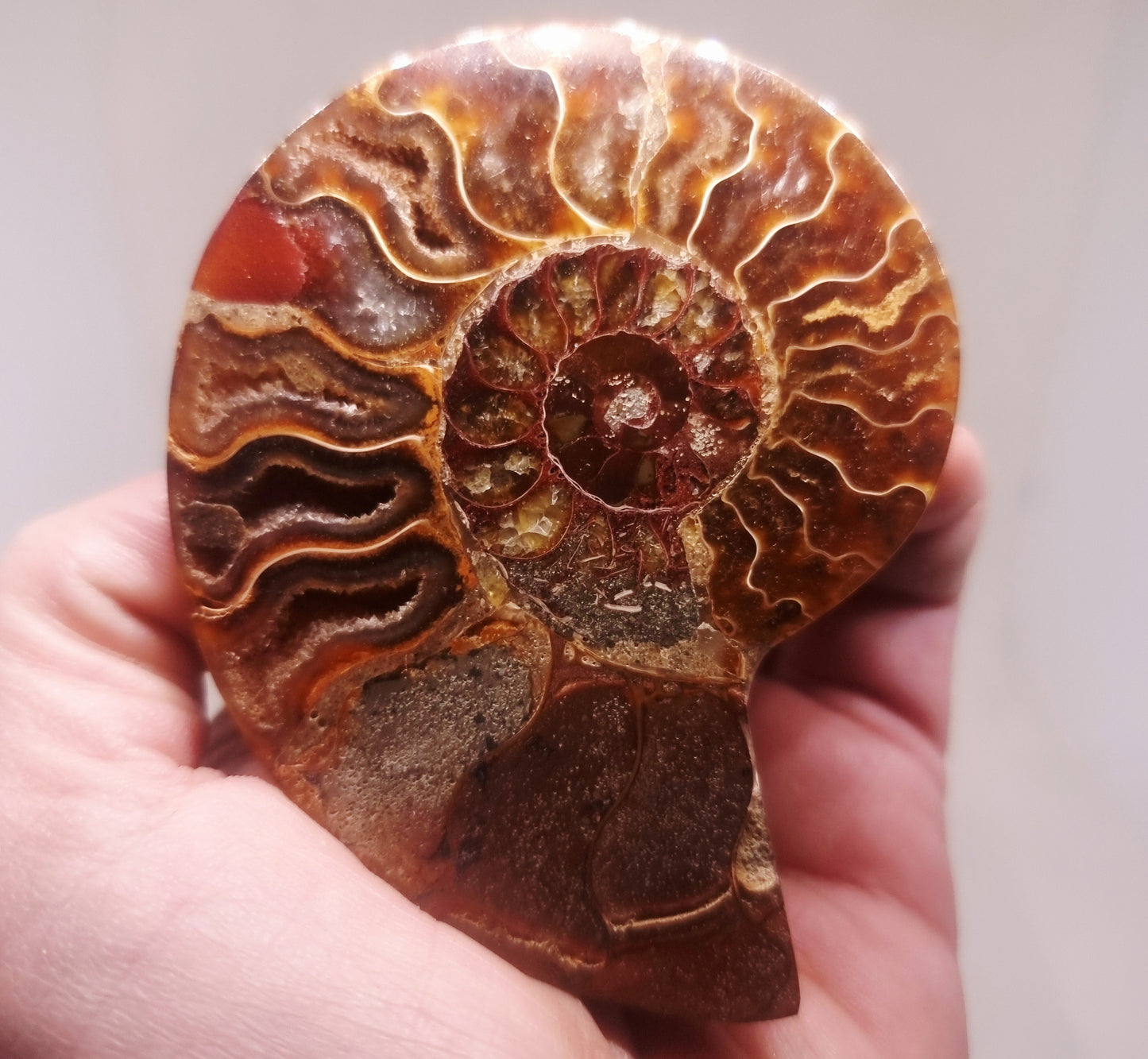 CLEONICERAS AMMONITE HALVE 63 g (A) - AKASHIC RECORDS