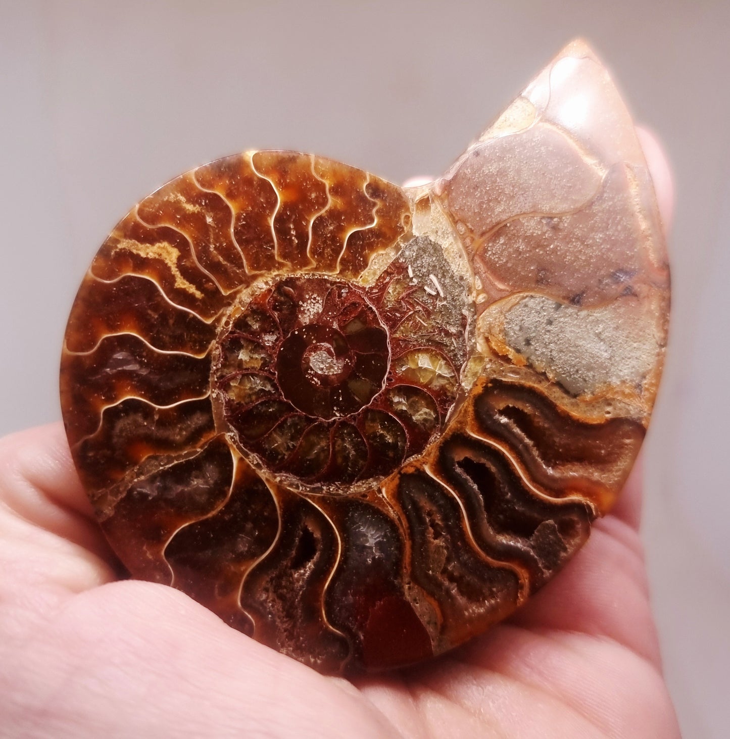 CLEONICERAS AMMONITE HALVE 63 g (A) - AKASHIC RECORDS