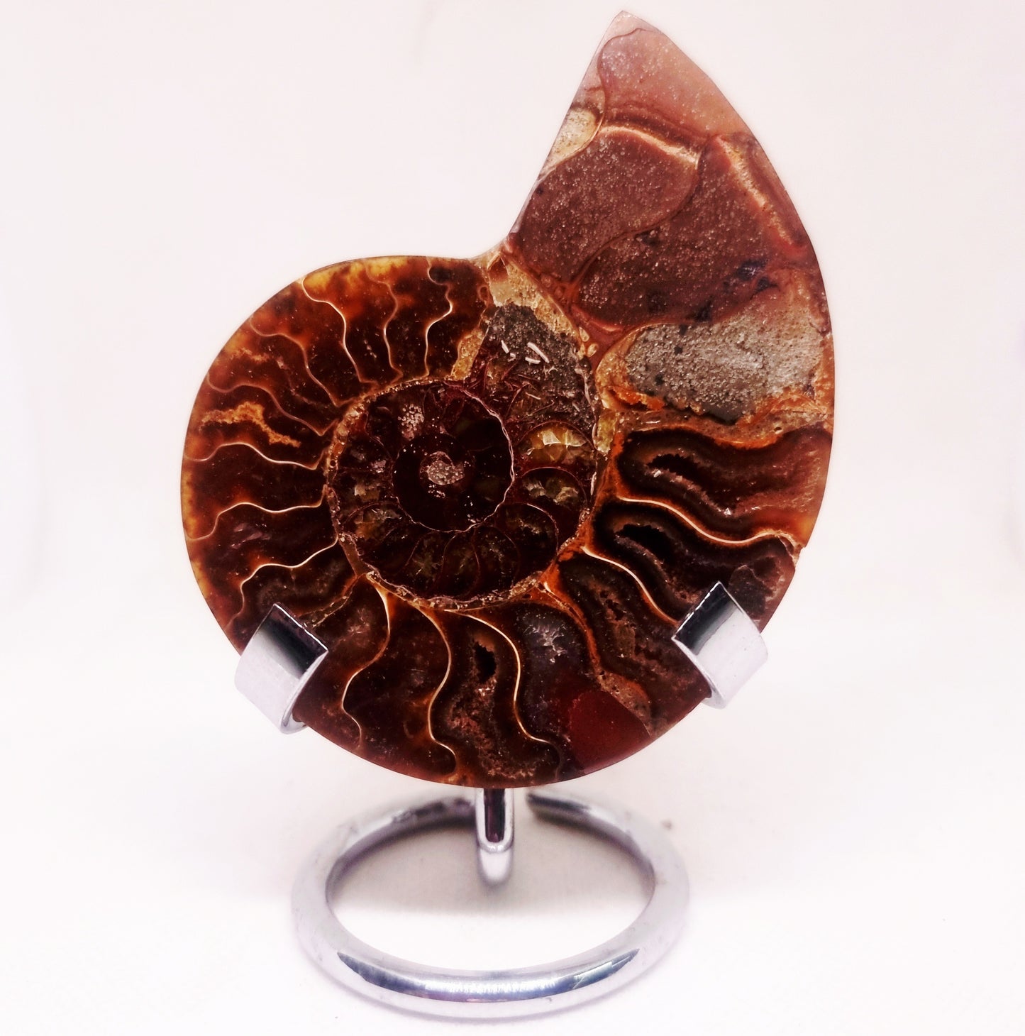 CLEONICERAS AMMONITE HALVE 63 g (A) - AKASHIC RECORDS