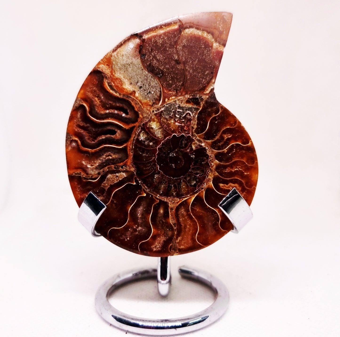 CLEONICERAS AMMONITE HALVE 63 g (B) - AKASHIC RECORDS