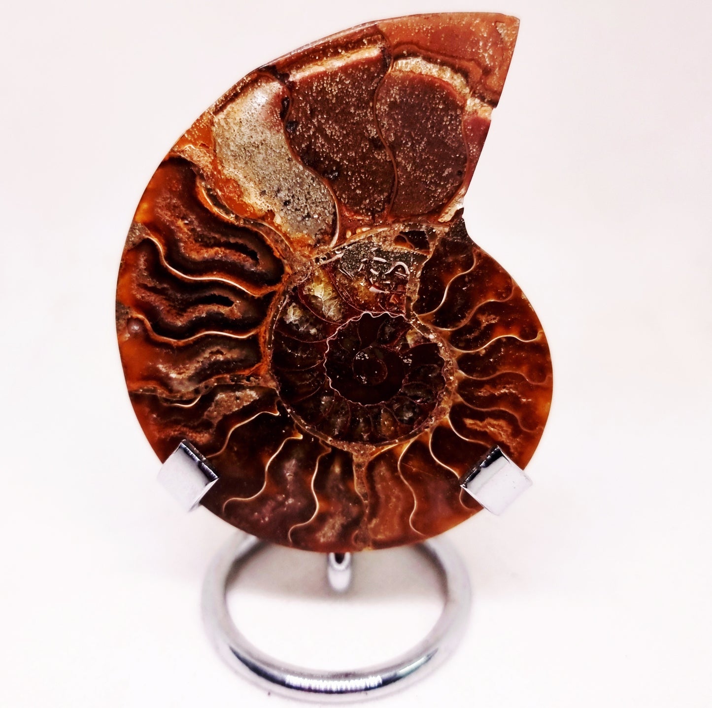CLEONICERAS AMMONITE HALVE 63 g (B) - AKASHIC RECORDS