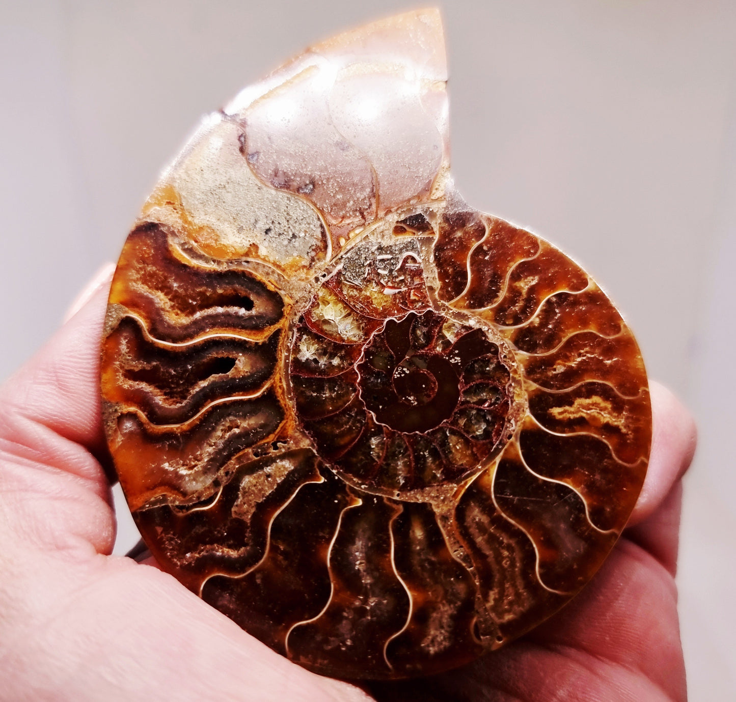 CLEONICERAS AMMONITE HALVE 63 g (B) - AKASHIC RECORDS