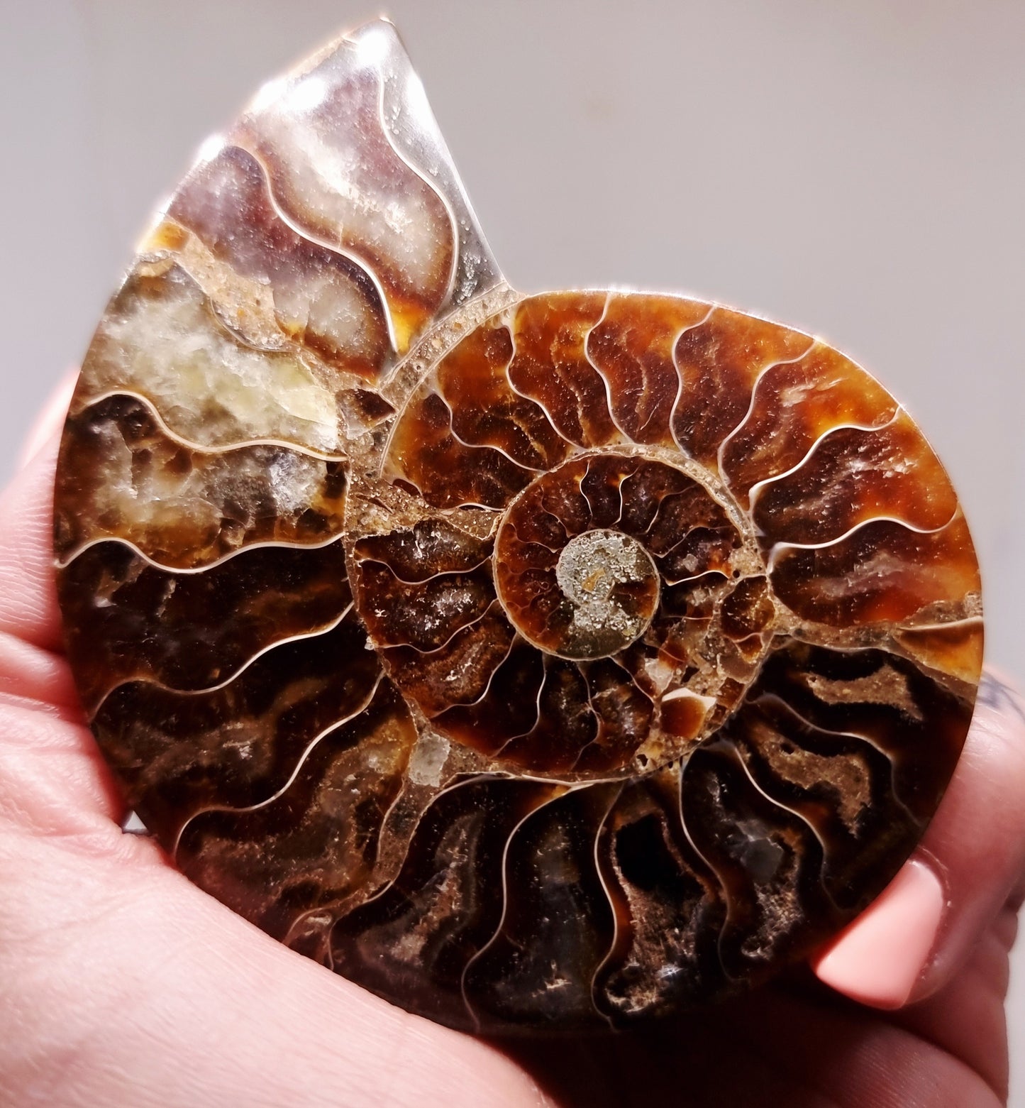 CLEONICERAS AMMONITE HALVE 64 g (A) - AKASHIC RECORDS