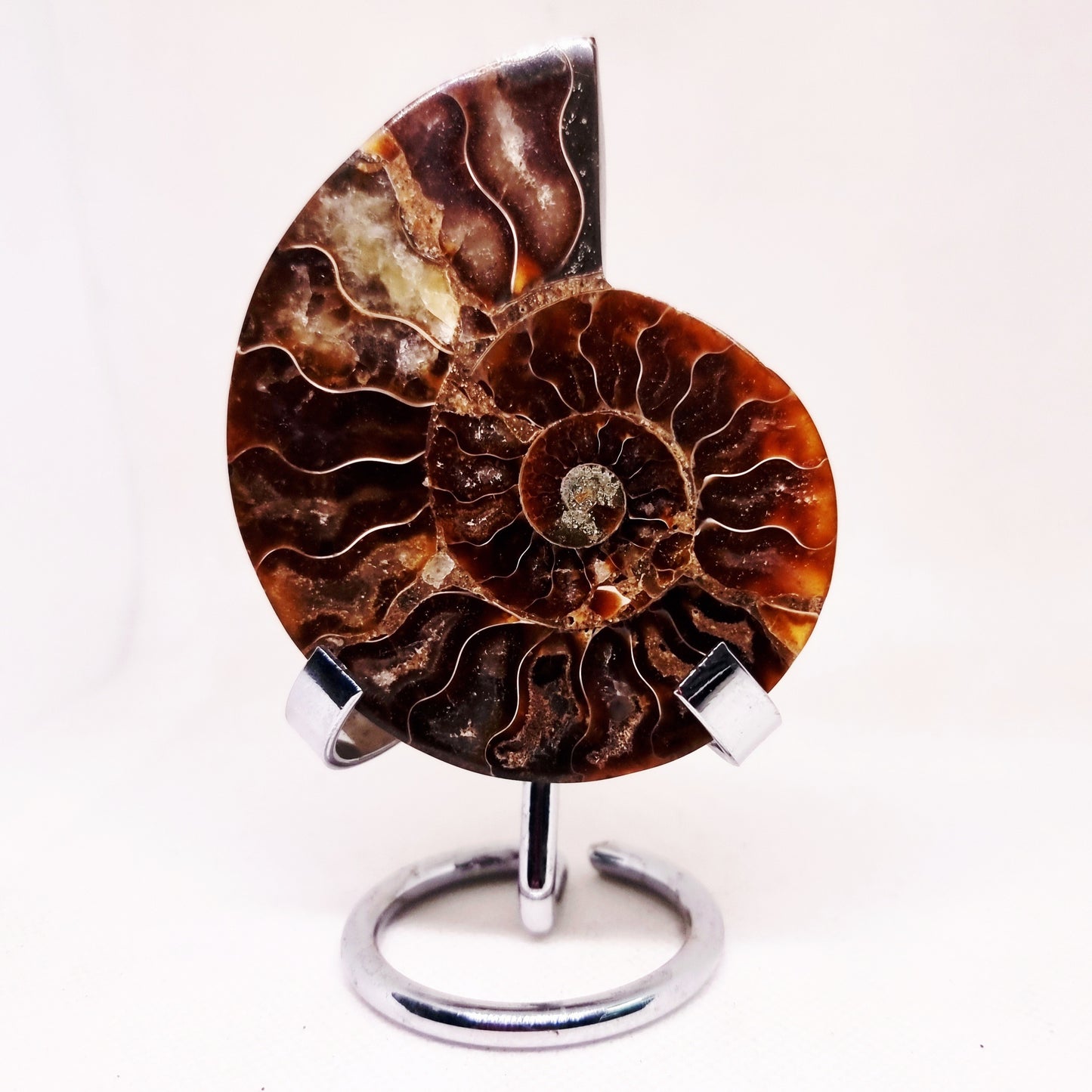 CLEONICERAS AMMONITE HALVE 64 g (A) - AKASHIC RECORDS