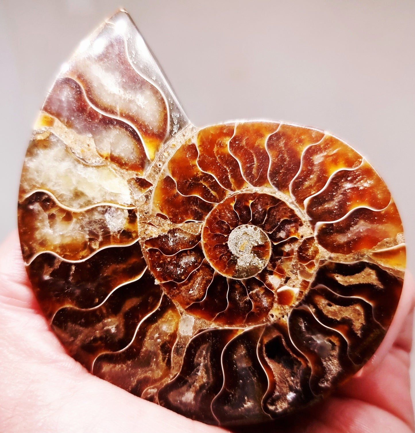 CLEONICERAS AMMONITE HALVE 64 g (A) - AKASHIC RECORDS