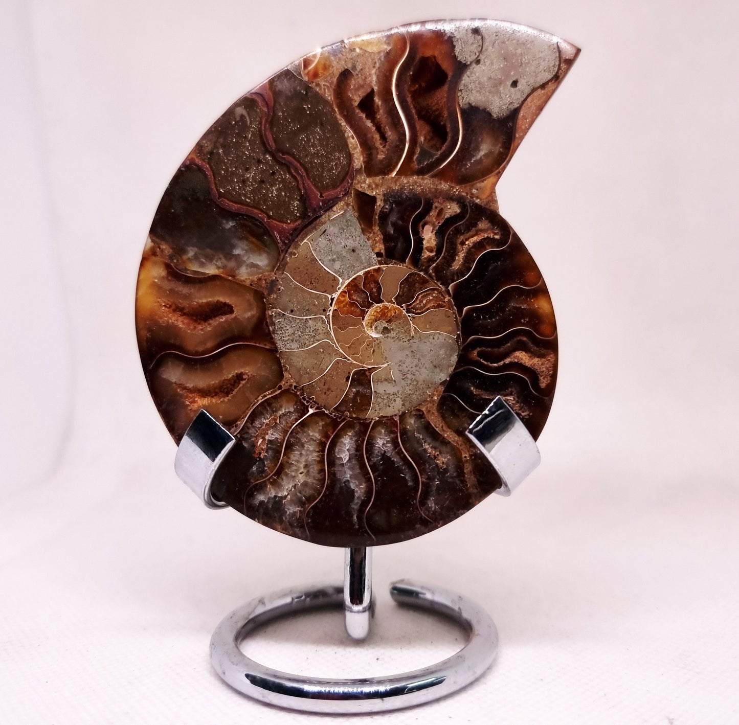 CLEONICERAS AMMONITE HALVE 91 g - AKASHIC RECORDS