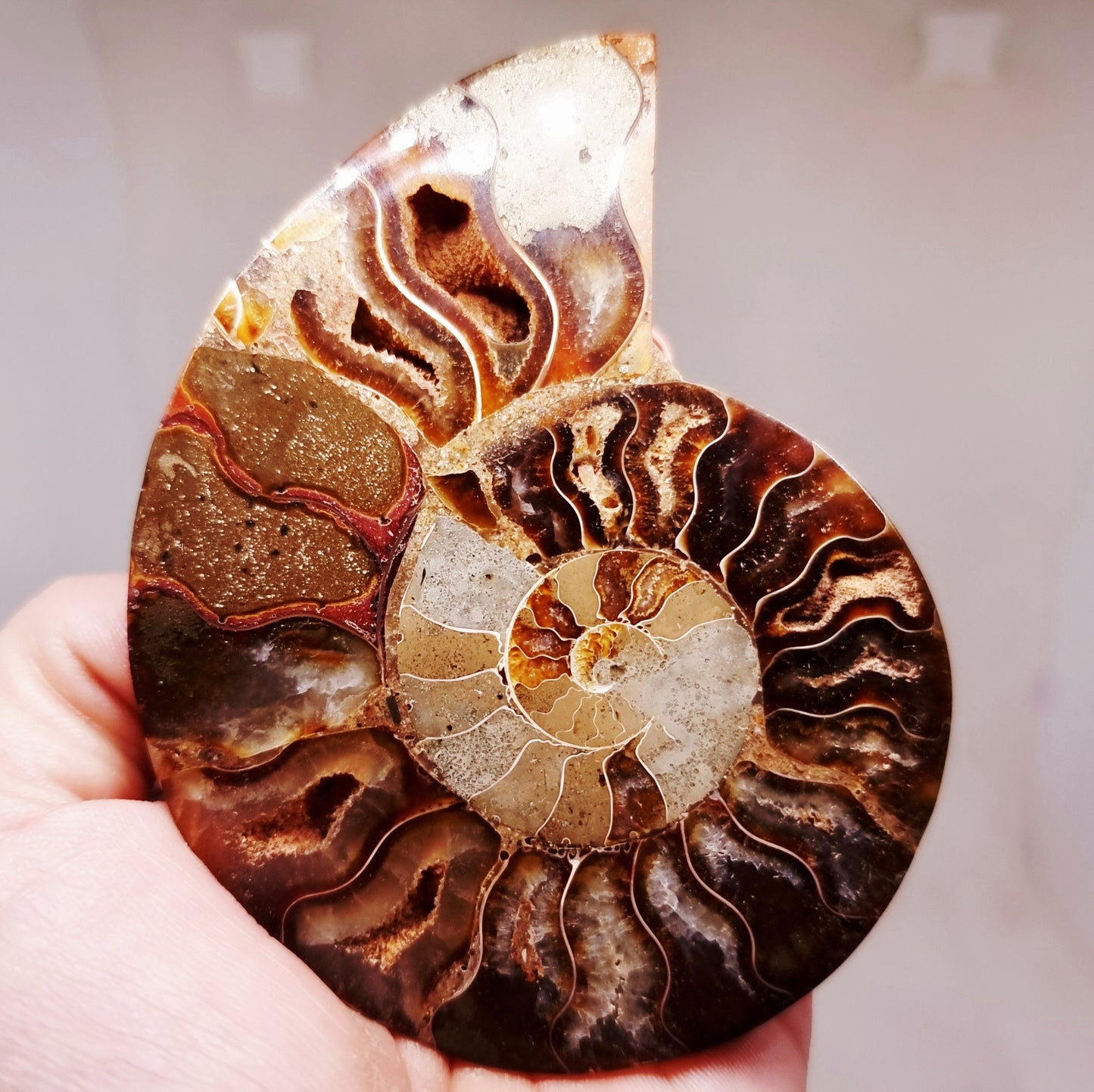 CLEONICERAS AMMONITE HALVE 91 g - AKASHIC RECORDS