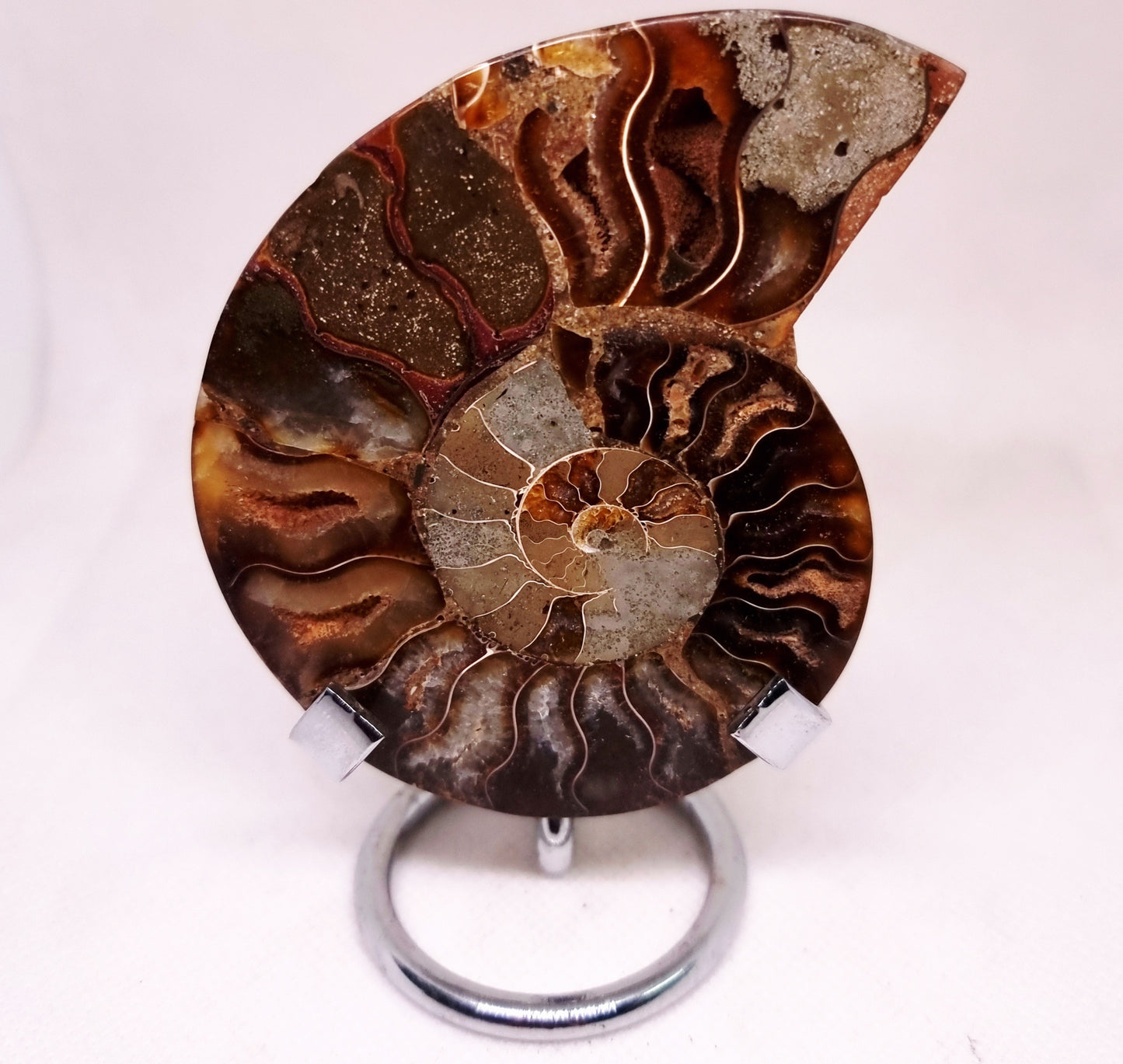 CLEONICERAS AMMONITE HALVE 91 g - AKASHIC RECORDS