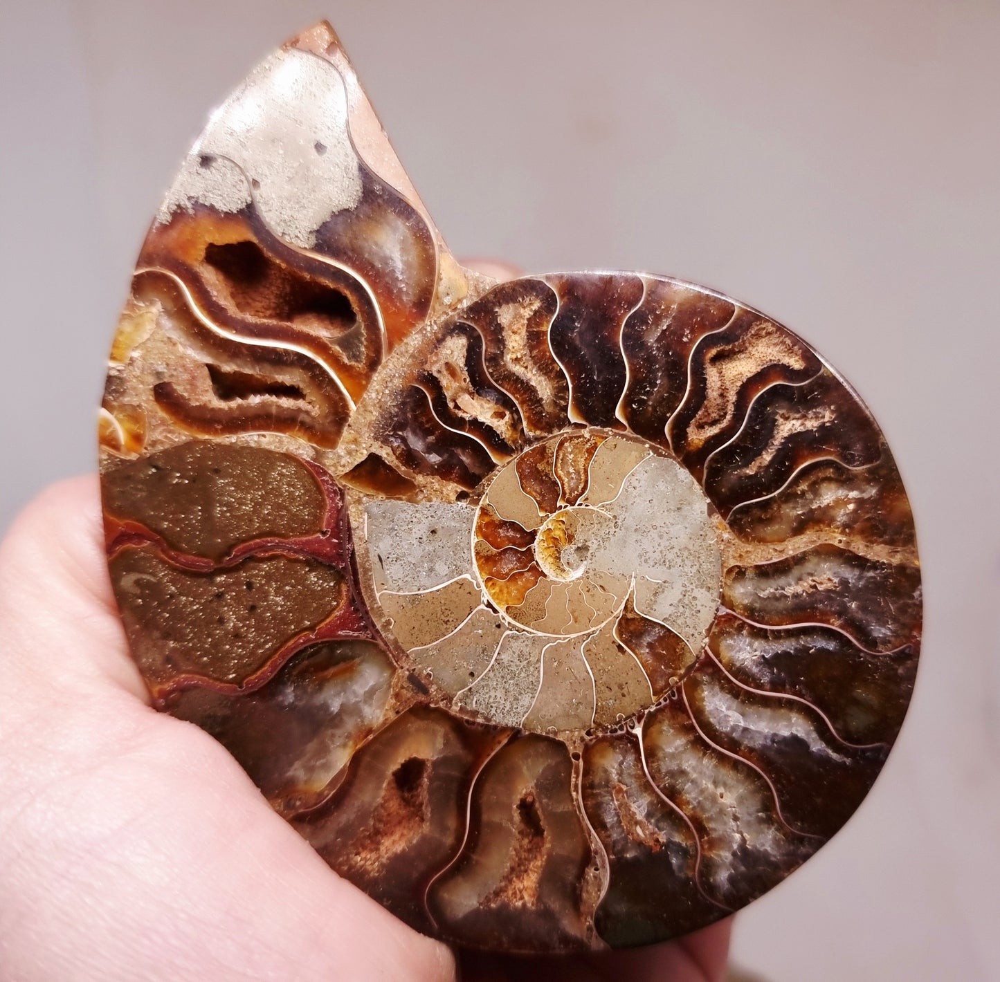 CLEONICERAS AMMONITE HALVE 91 g - AKASHIC RECORDS