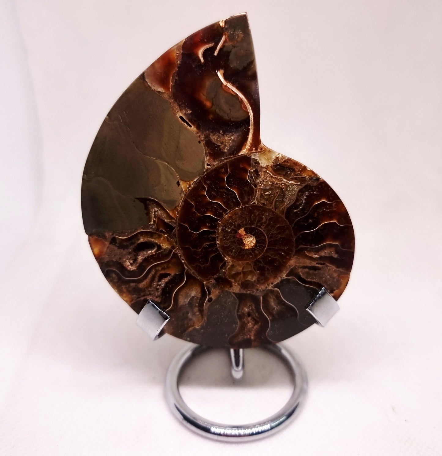 CLEONICERAS AMMONITE HALVE 99 g (A) - AKASHIC RECORDS