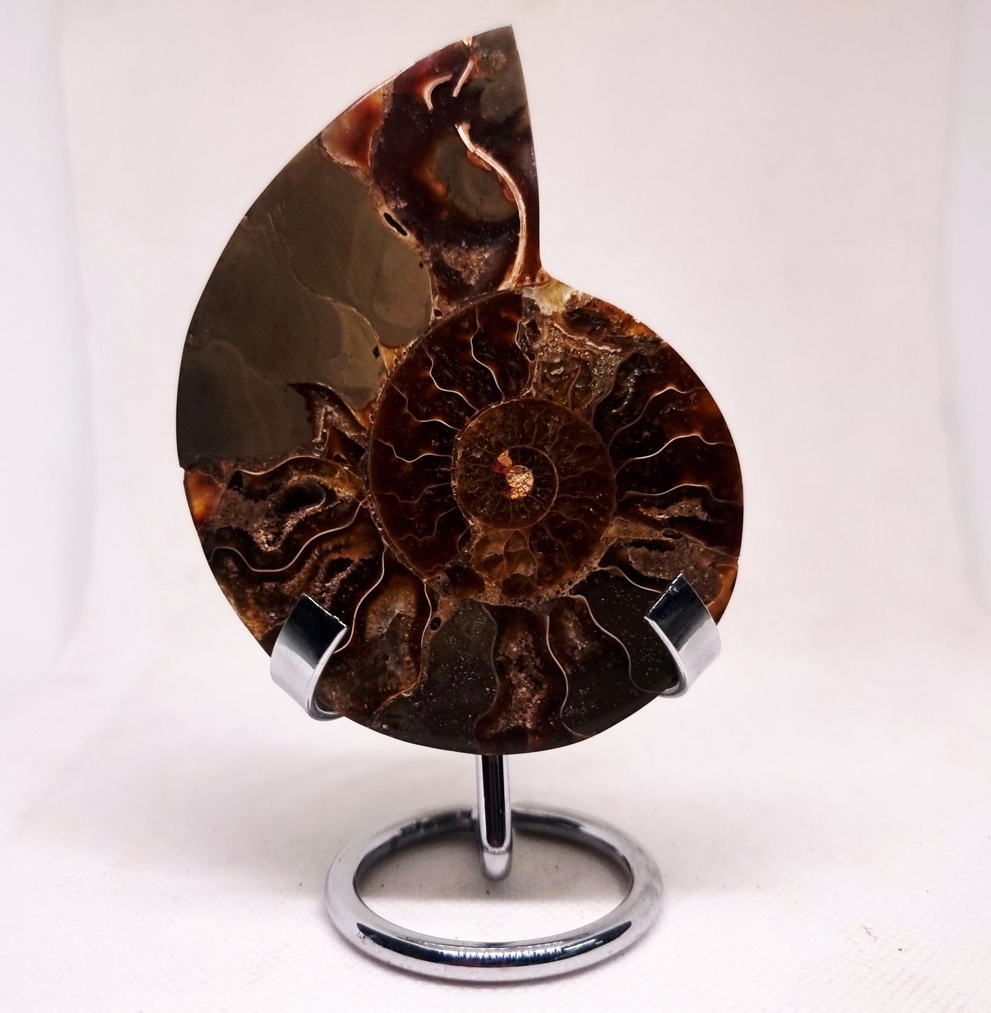 CLEONICERAS AMMONITE HALVE 99 g (A) - AKASHIC RECORDS