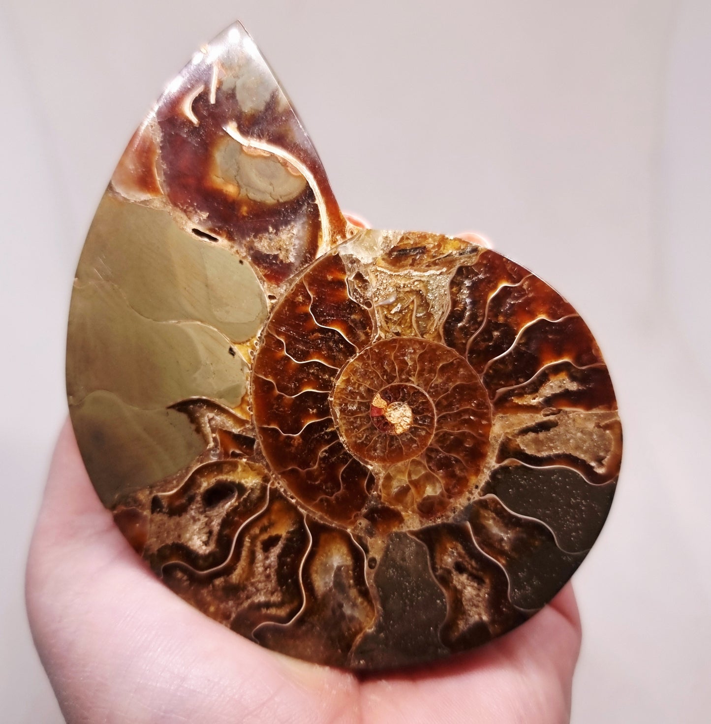 CLEONICERAS AMMONITE HALVE 99 g (A) - AKASHIC RECORDS