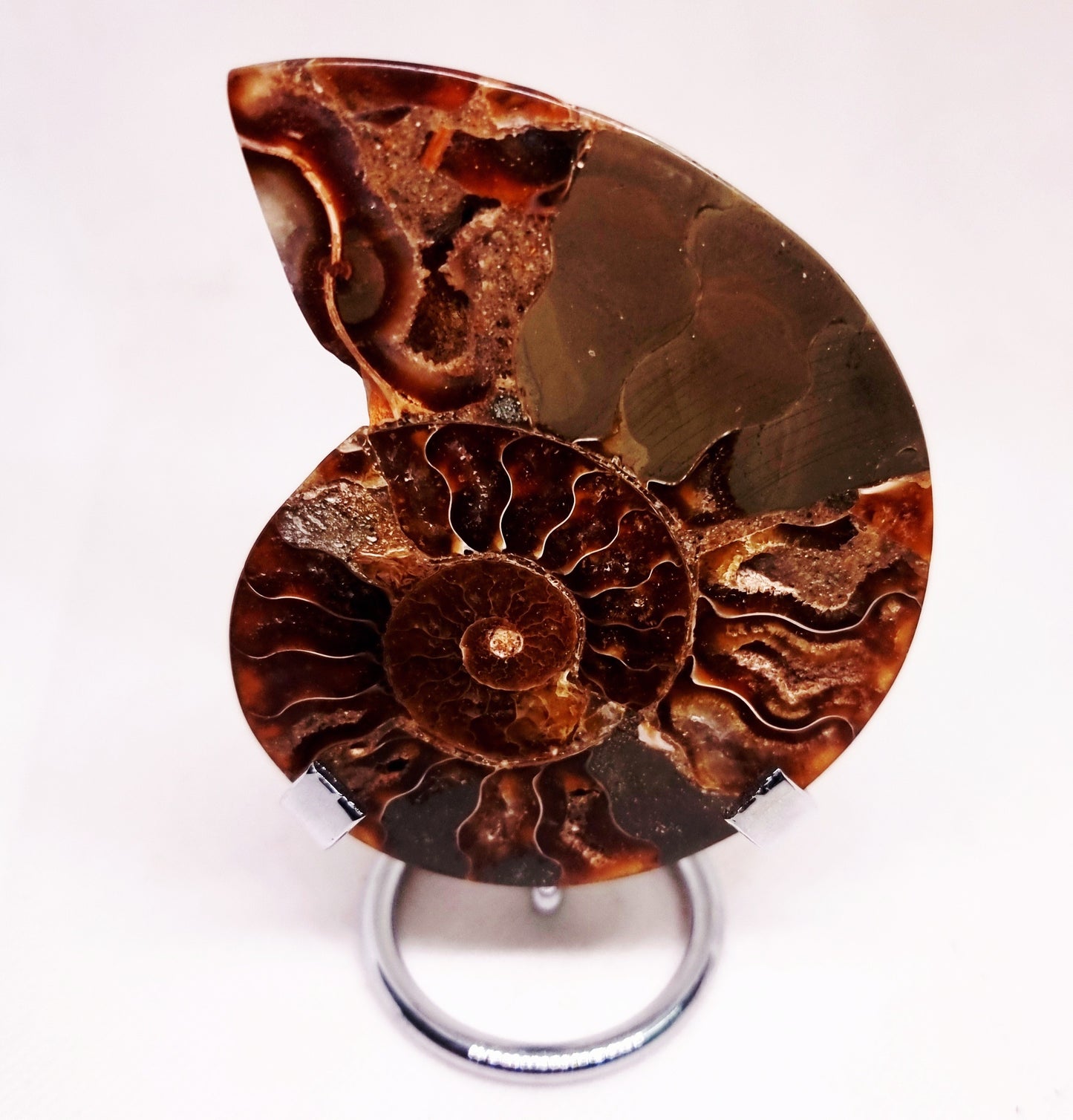 CLEONICERAS AMMONITE HALVE 99 g (B) - ANCIENT WISDOM