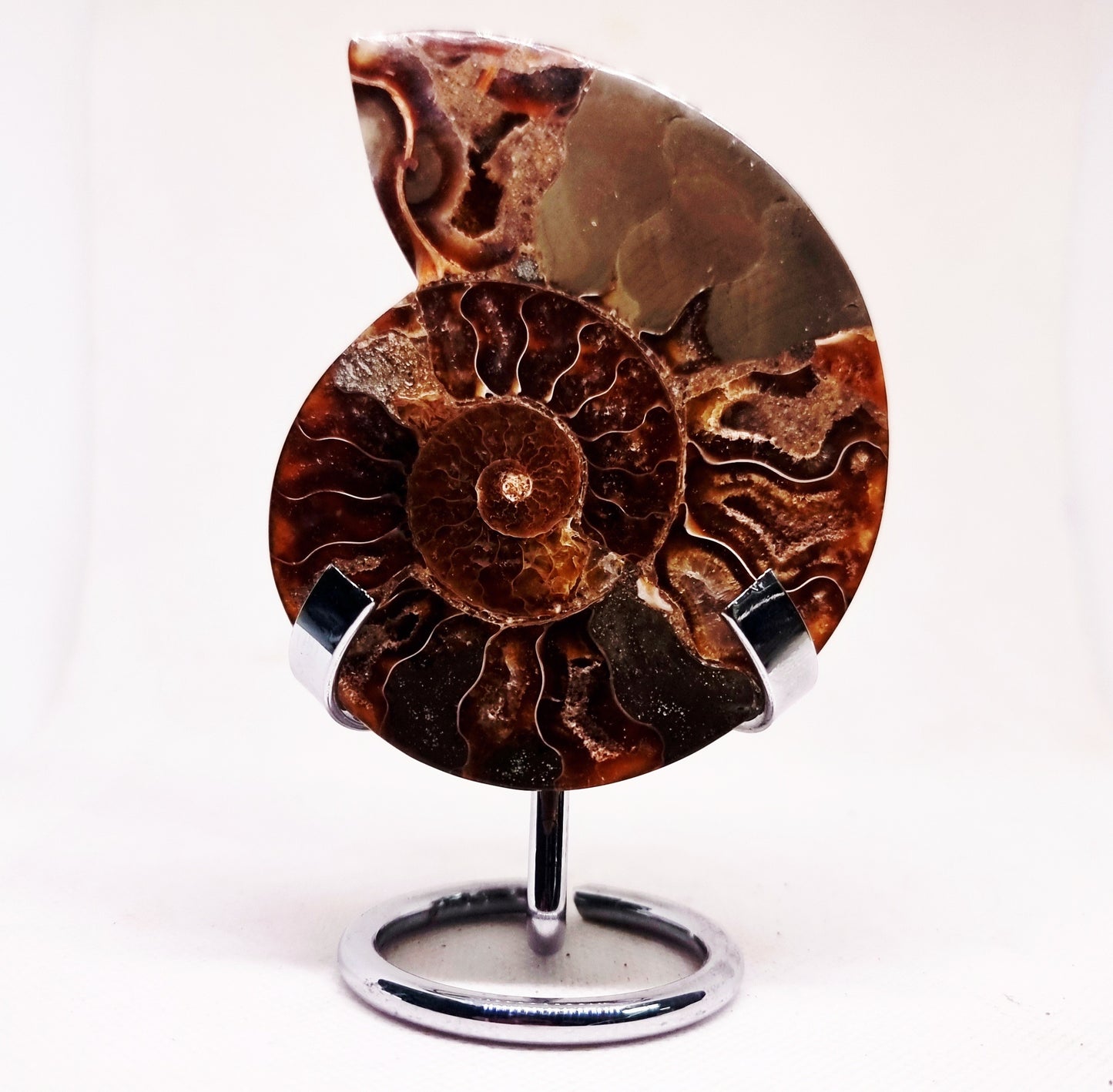 CLEONICERAS AMMONITE HALVE 99 g (B) - ANCIENT WISDOM