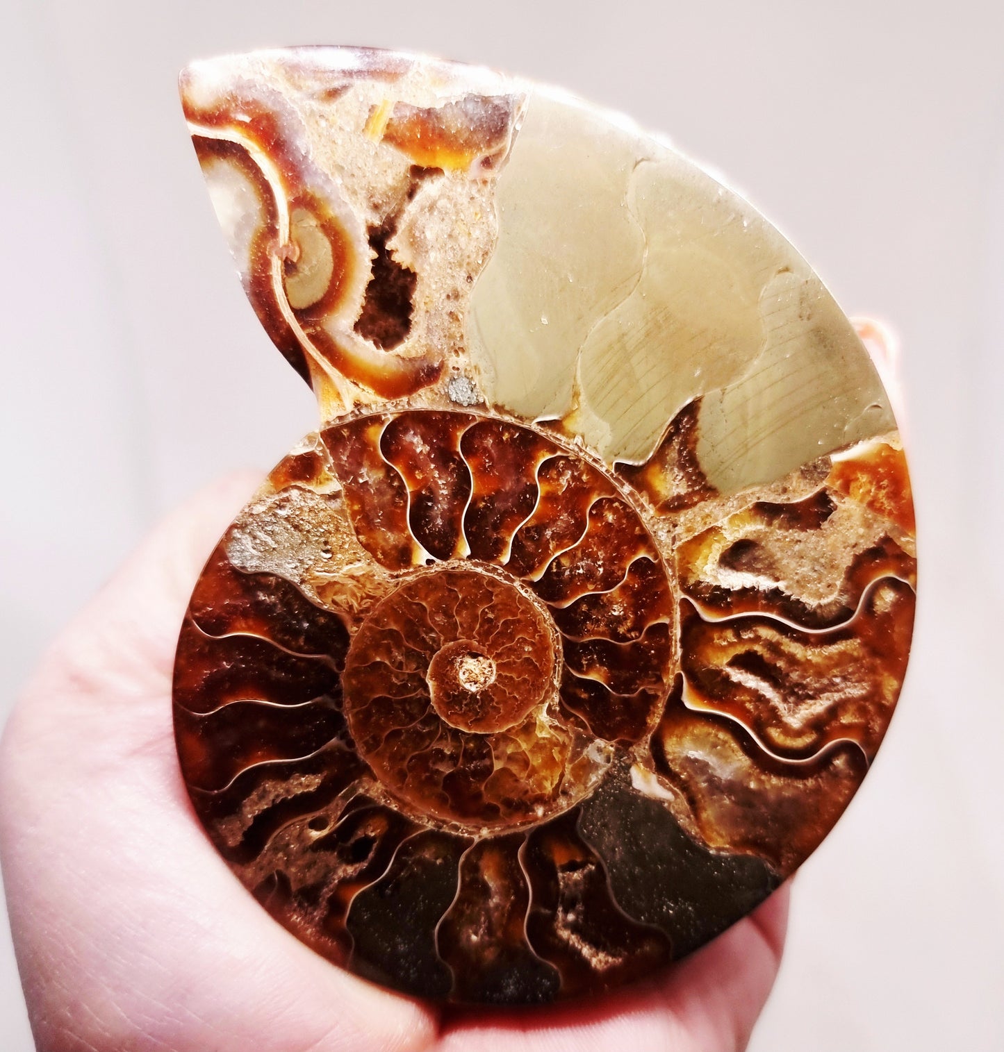 CLEONICERAS AMMONITE HALVE 99 g (B) - ANCIENT WISDOM