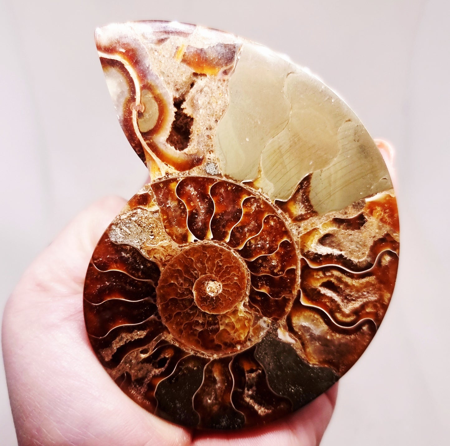 CLEONICERAS AMMONITE HALVE 99 g (B) - ANCIENT WISDOM