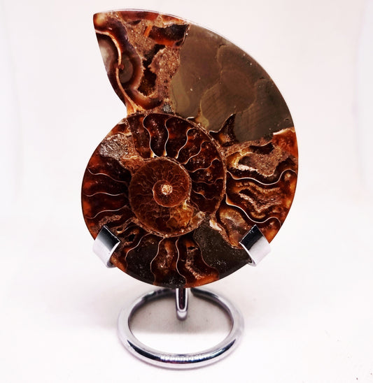 CLEONICERAS AMMONITE HALVE 99 g (B) - ANCIENT WISDOM