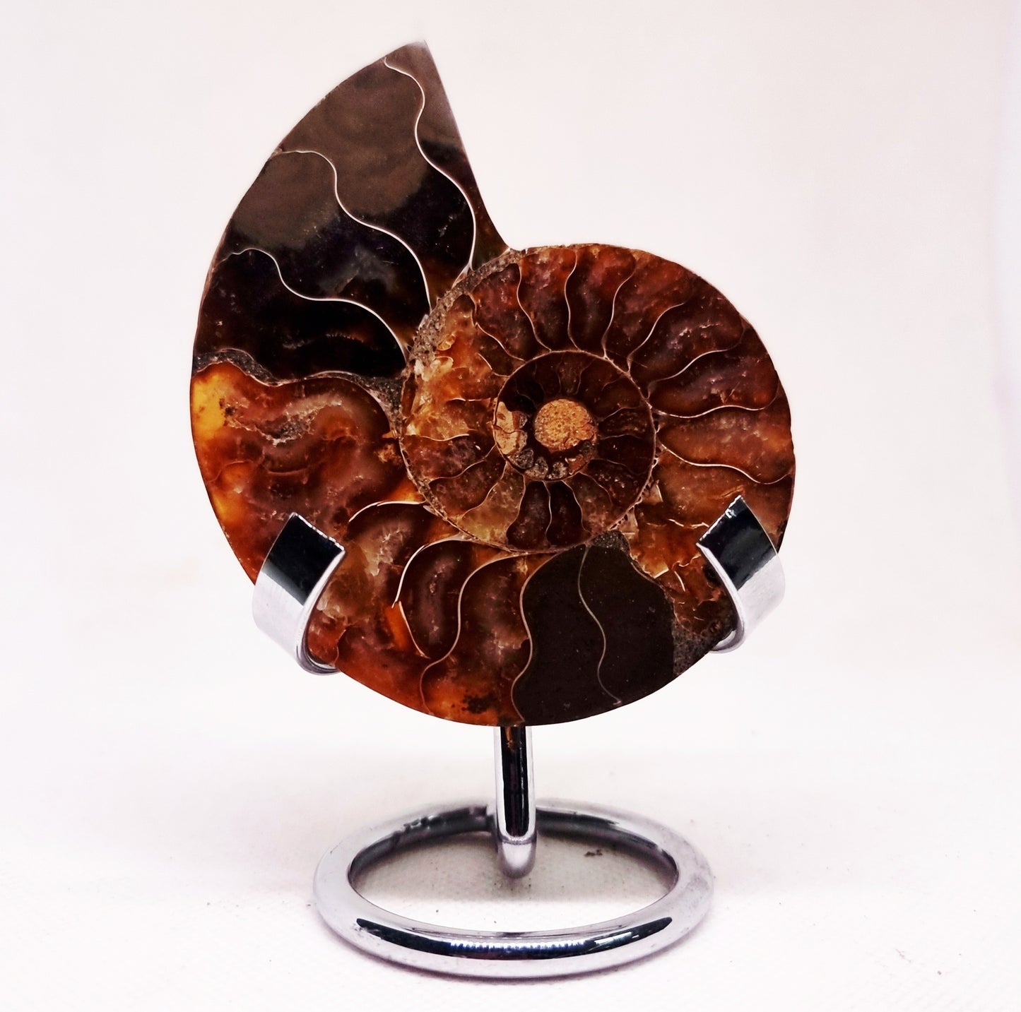 CLEONICERAS AMMONITE HALVE 60 g (A) - ANCIENT WISDOM