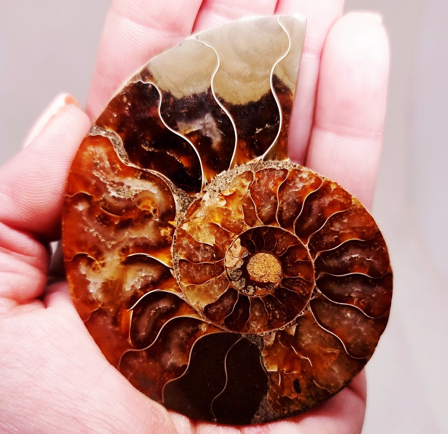 CLEONICERAS AMMONITE HALVE 60 g (A) - ANCIENT WISDOM