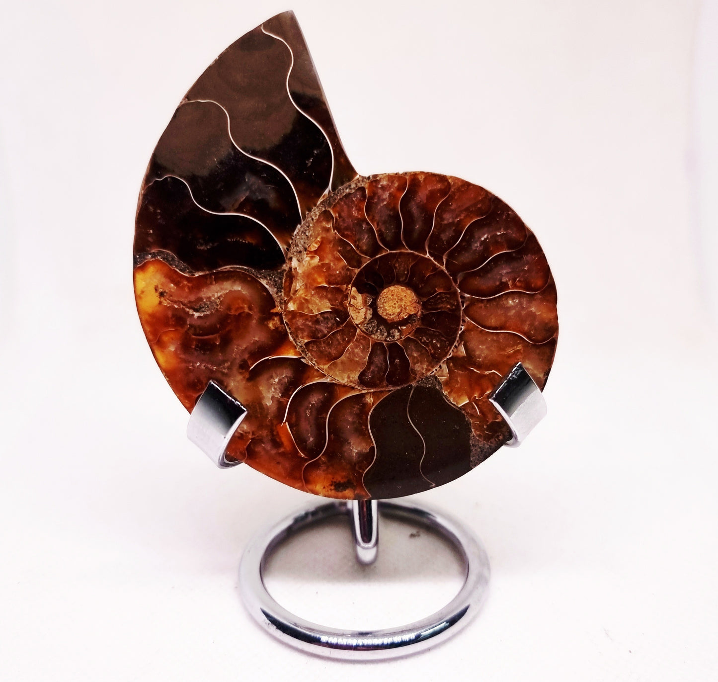 CLEONICERAS AMMONITE HALVE 60 g (A) - ANCIENT WISDOM