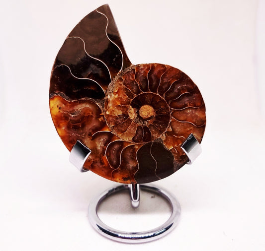 CLEONICERAS AMMONITE HALVE 60 g (A) - ANCIENT WISDOM