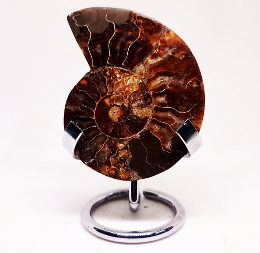 CLEONICERAS AMMONITE HALVE 60 g (B) - ANCIENT WISDOM