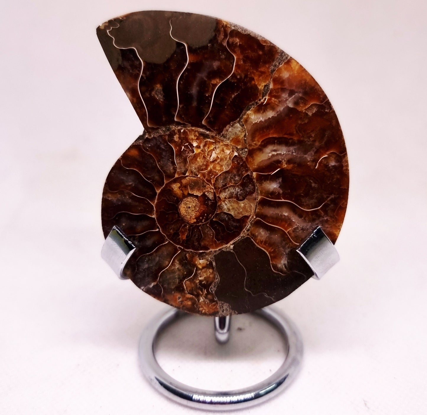 CLEONICERAS AMMONITE HALVE 60 g (B) - ANCIENT WISDOM