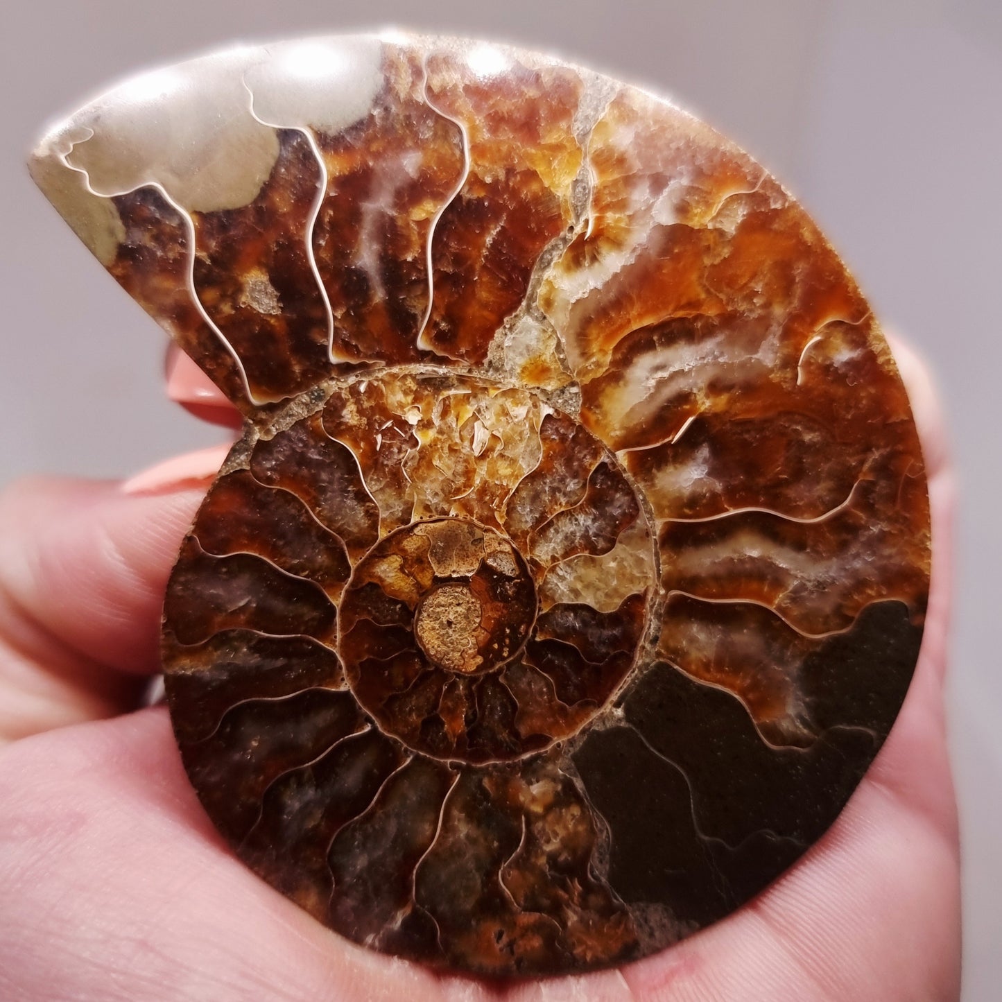 CLEONICERAS AMMONITE HALVE 60 g (B) - ANCIENT WISDOM