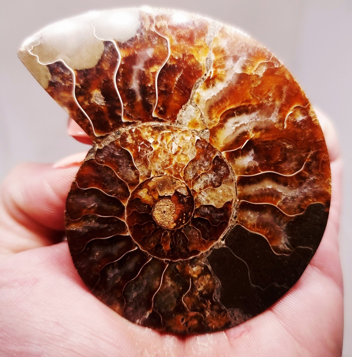CLEONICERAS AMMONITE HALVE 60 g (B) - ANCIENT WISDOM