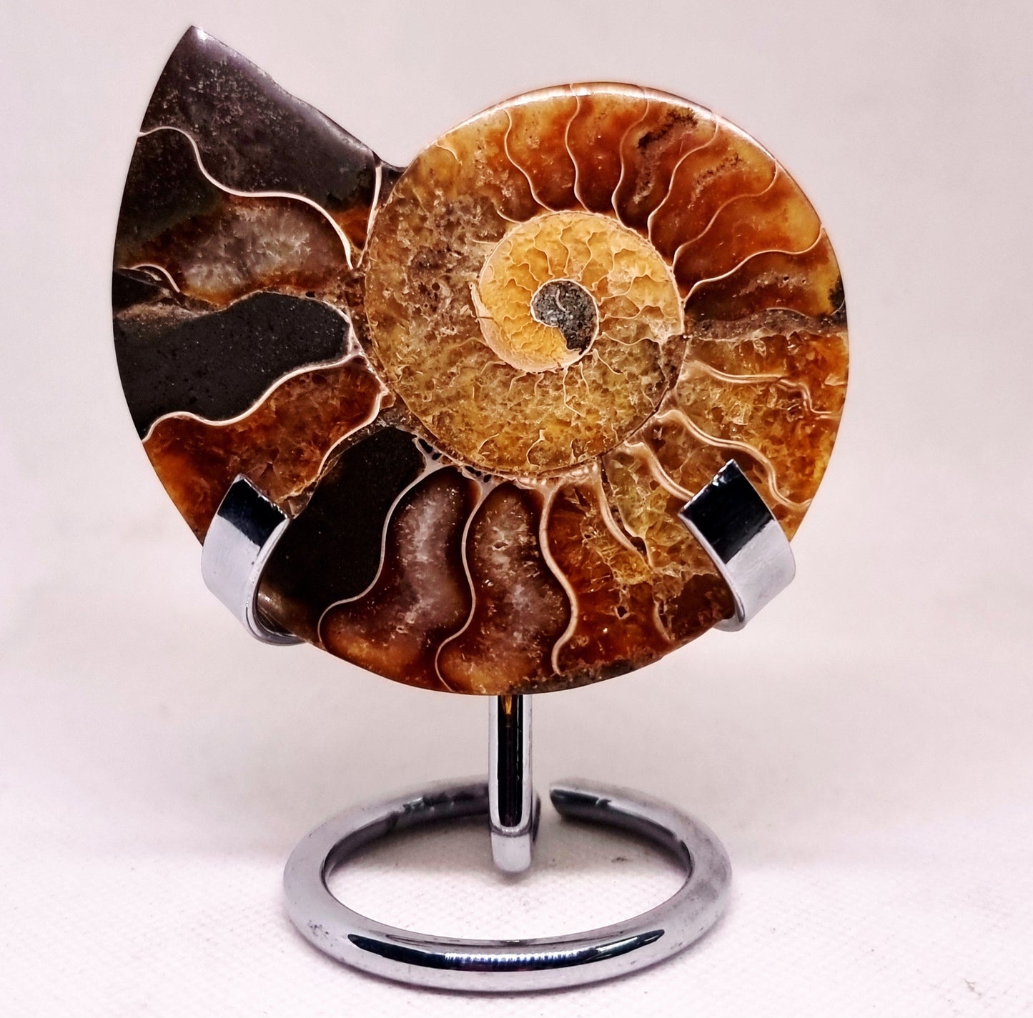 CLEONICERAS AMMONITE HALVE 68 g (A) - ANCIENT WISDOM